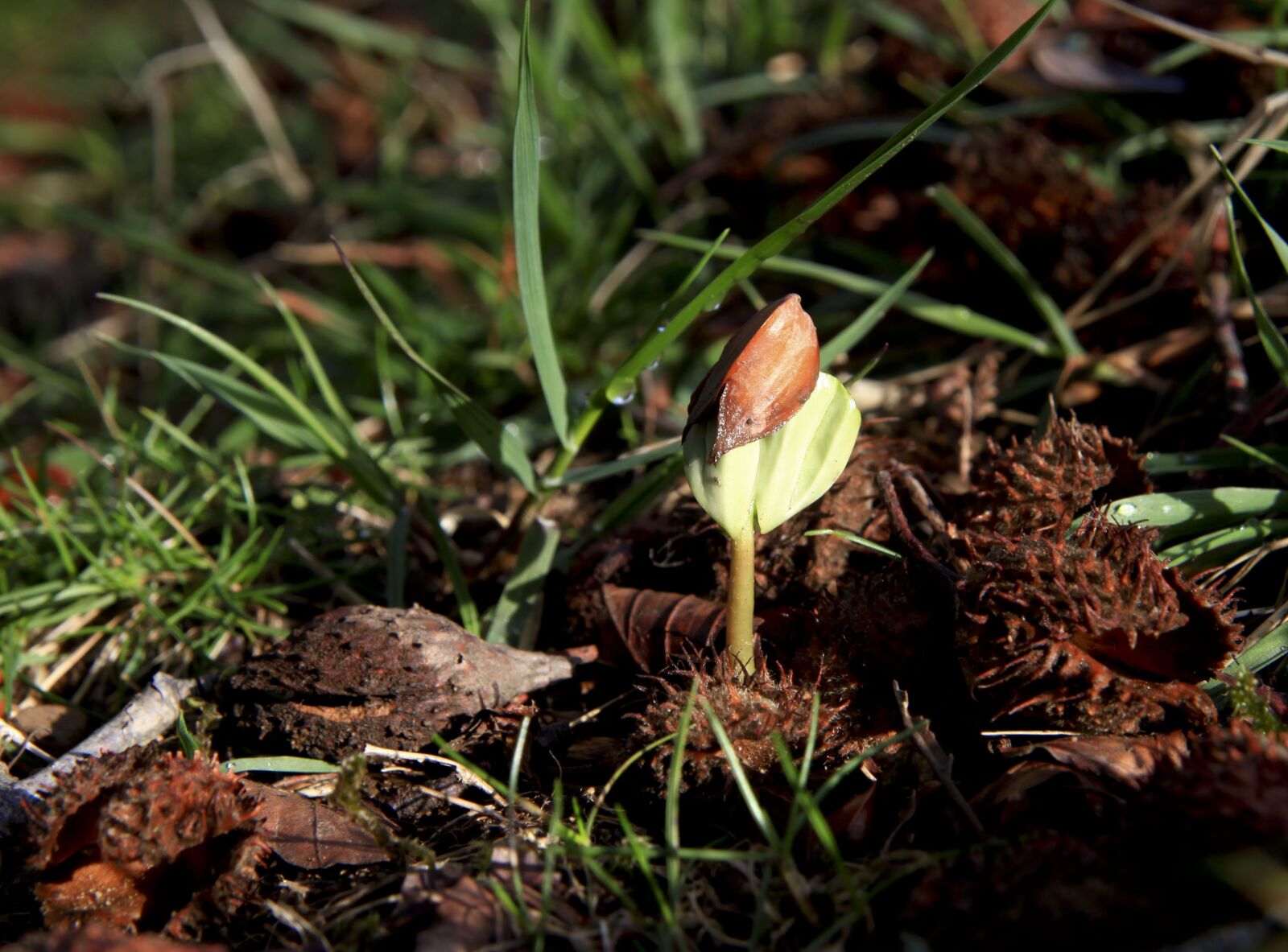 Canon EOS 5D Mark II sample photo. Nature, plant, leaf photography