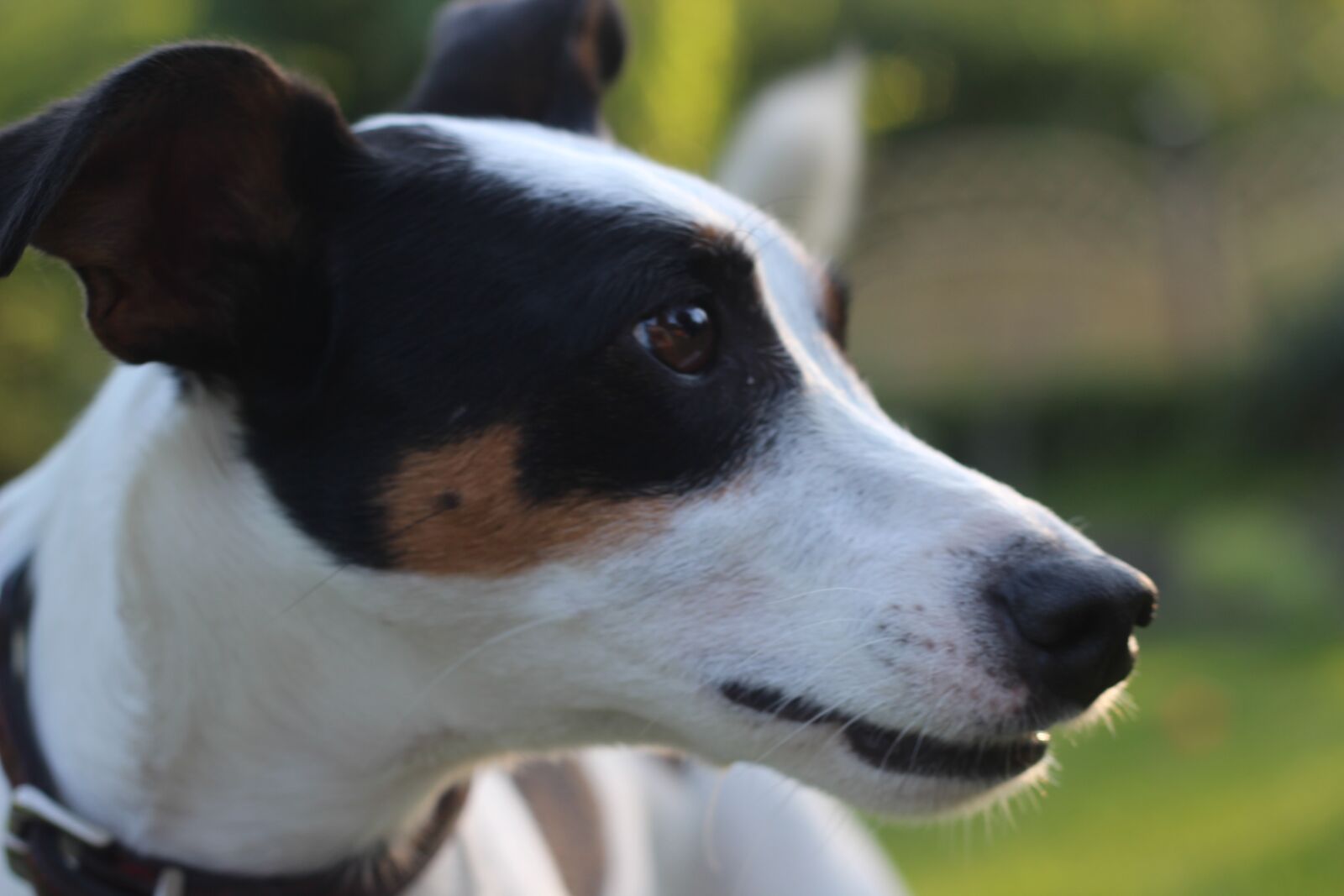 Canon EOS 600D (Rebel EOS T3i / EOS Kiss X5) + Canon EF 50mm F1.8 II sample photo. Jack russel, animal portrait photography