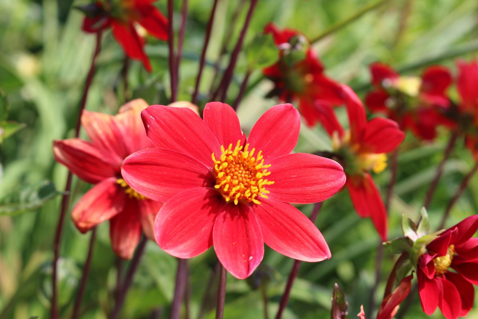 Canon EOS 700D (EOS Rebel T5i / EOS Kiss X7i) sample photo. Summer, red, garden photography