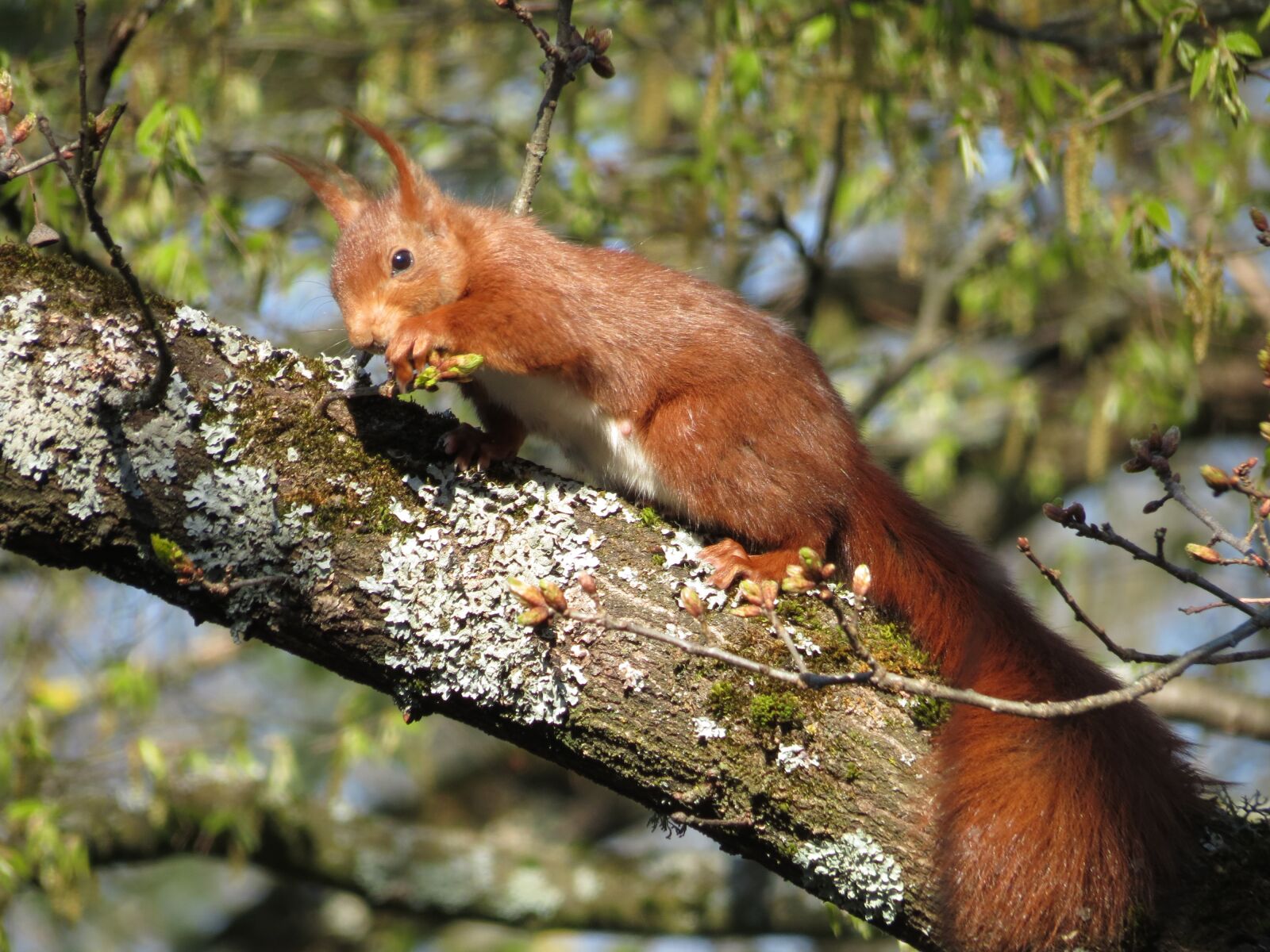 Canon PowerShot SX40 HS sample photo. Squirrel, tree, animal photography