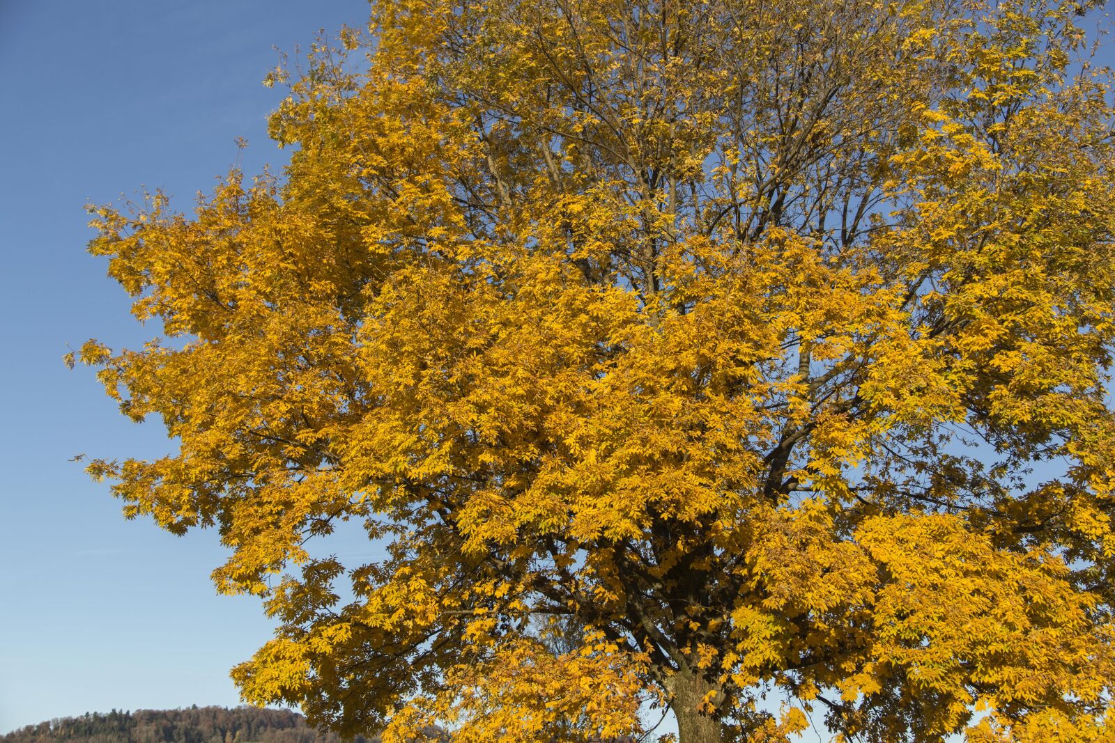 Canon EOS 6D + Canon EF 24-105mm F4L IS USM sample photo. Autumn, late autumn, leaves photography