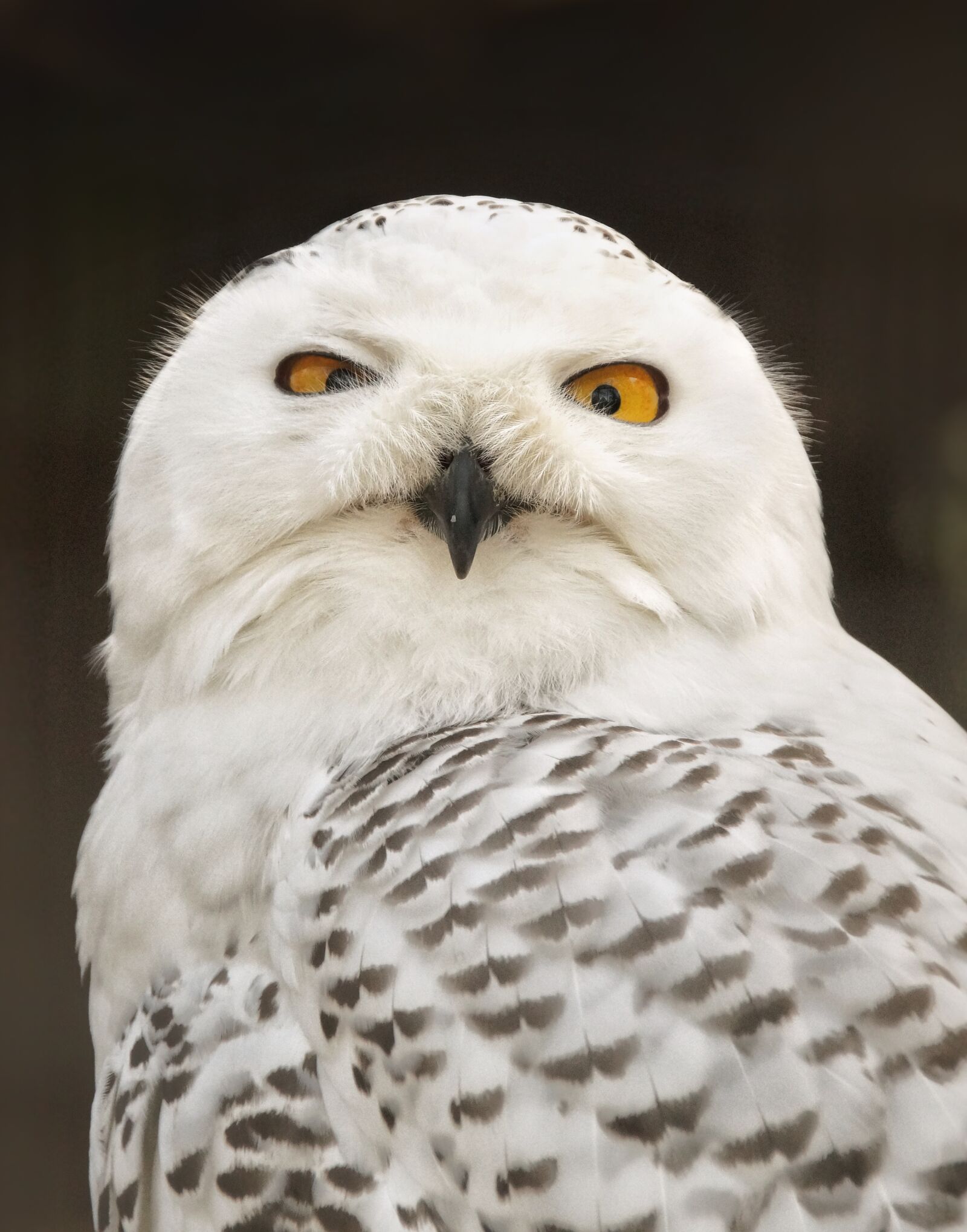 Sony SLT-A58 sample photo. Snow owl, feather, zoo photography