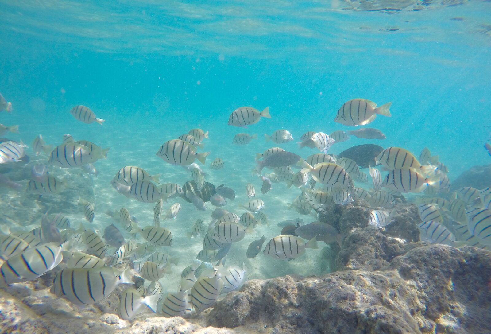 GoPro HERO4 Silver sample photo. Underwater fish, hawaii, snorkel photography