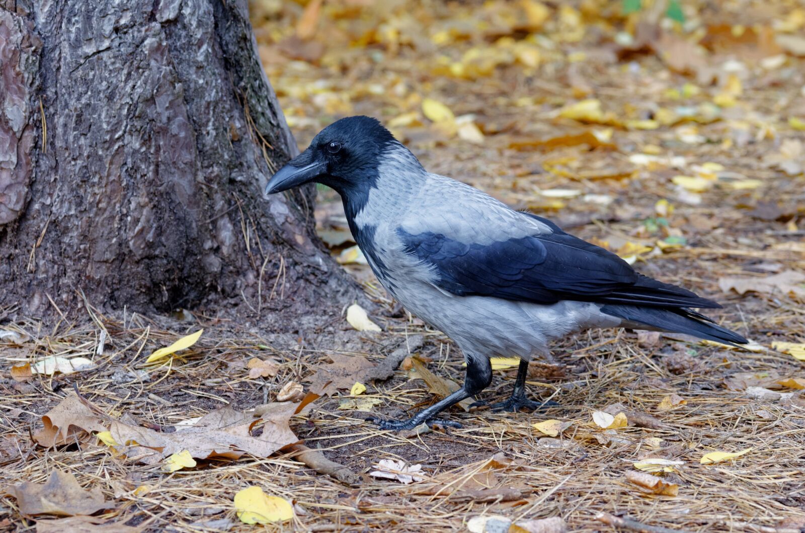 Nikon D5100 sample photo. Bird, crow, plumage photography