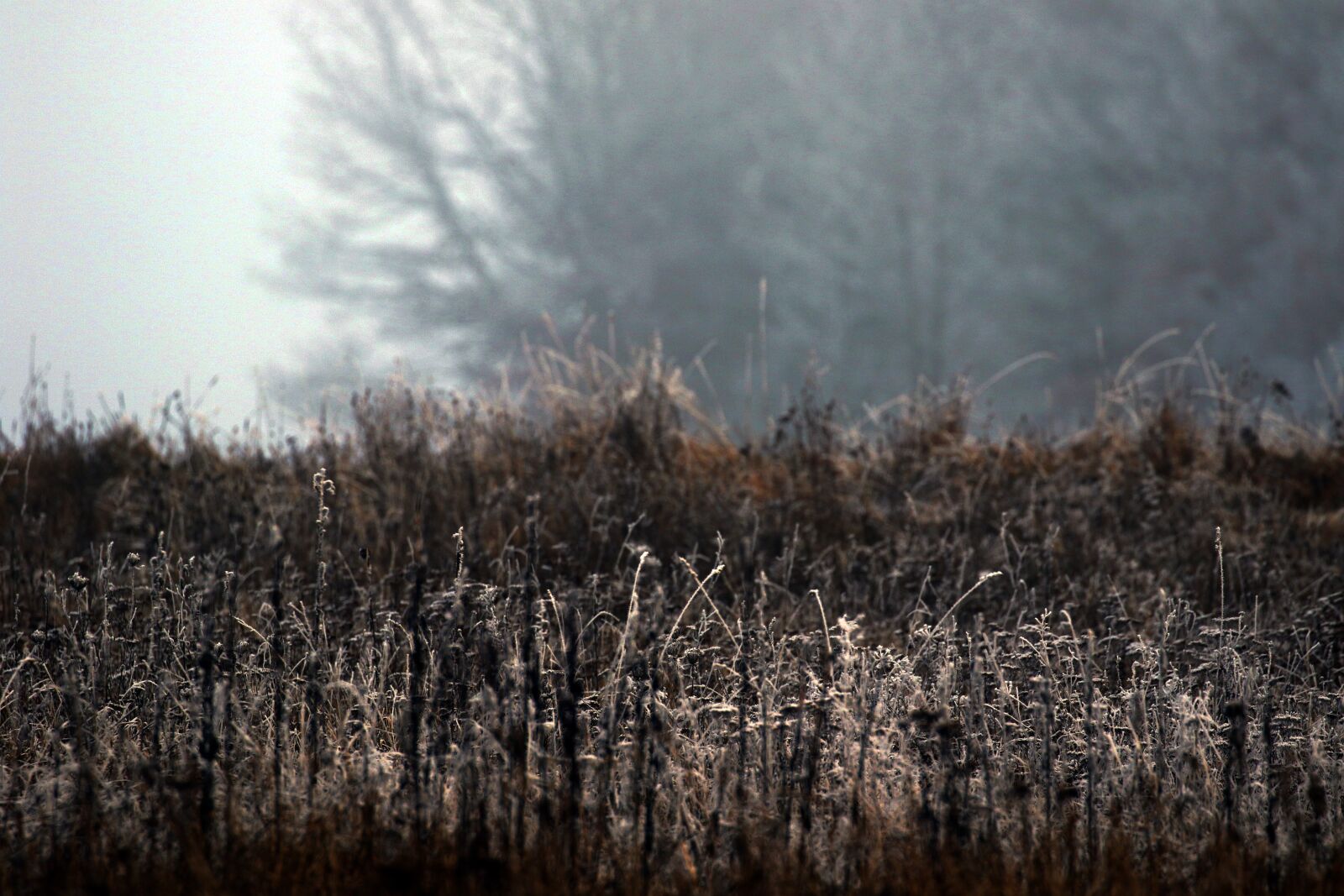 Canon EOS 7D Mark II sample photo. Plant, icy, trees photography