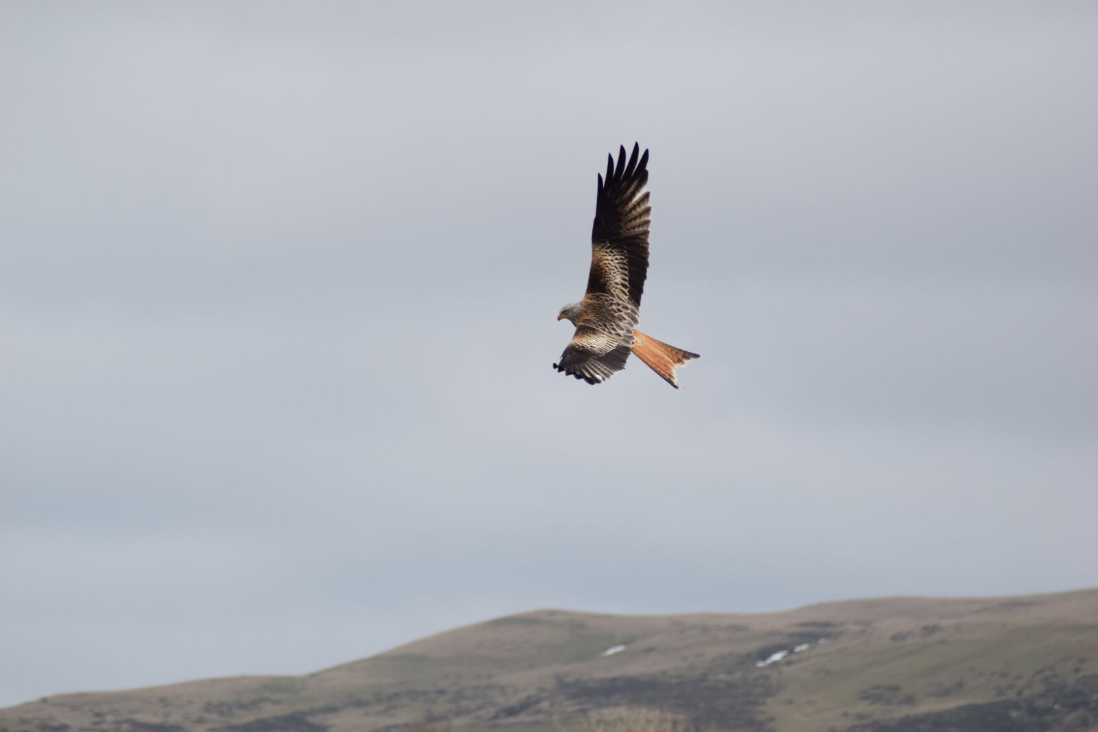 Nikon D5300 sample photo. Bird, red kite, milvus photography