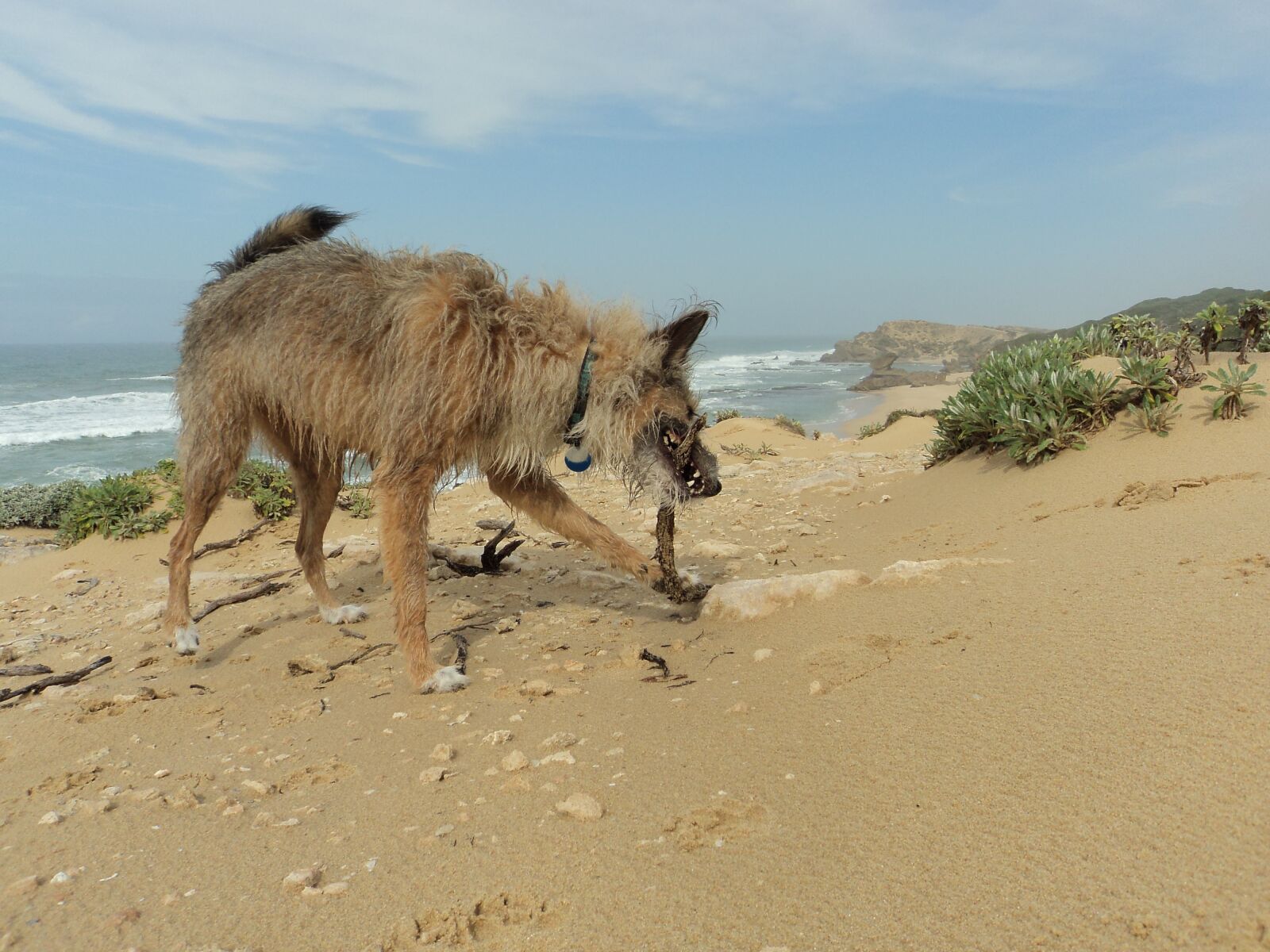 Sony Cyber-shot DSC-W310 sample photo. Dog, beach, walk photography