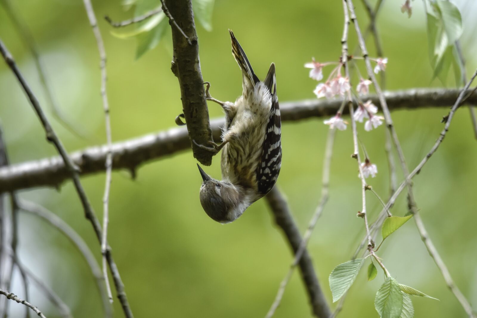 Nikon D7200 sample photo. Animal, forest, green photography