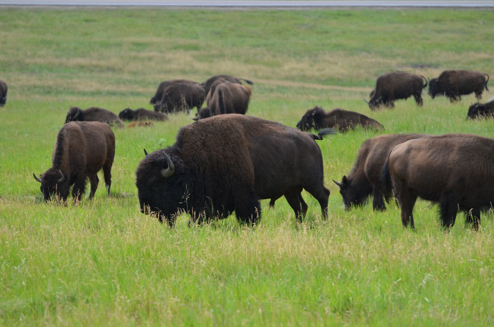 Nikon D7000 sample photo. Buffalo, male, bull photography