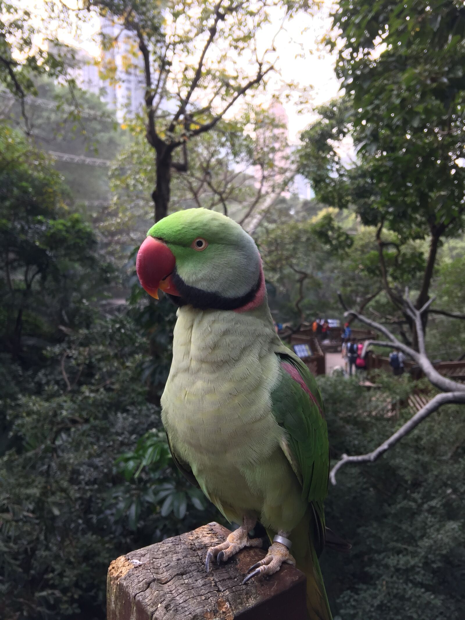 iPhone 6 Plus back camera 4.15mm f/2.2 sample photo. Parrot, bird, nature photography