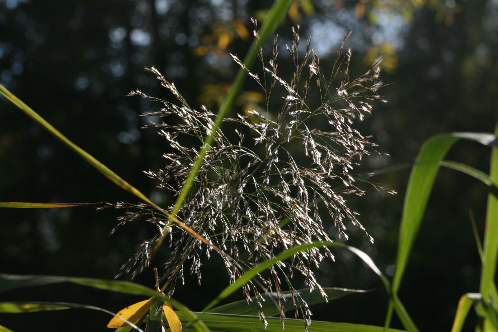 Canon EOS 400D (EOS Digital Rebel XTi / EOS Kiss Digital X) sample photo. Grass, grass seed, blade photography