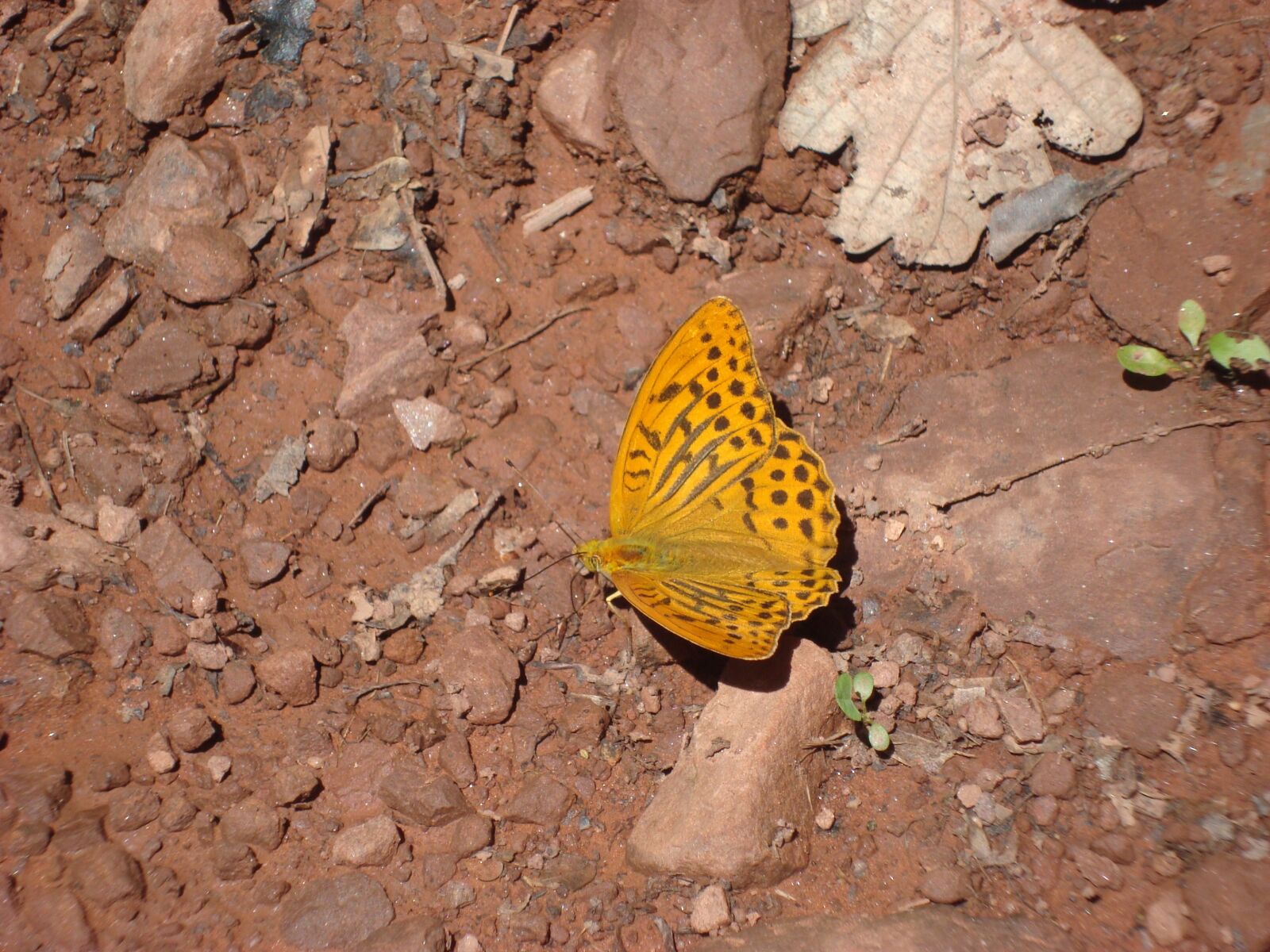 Sony Cyber-shot DSC-W110 sample photo. Butterfly, insect, wings photography