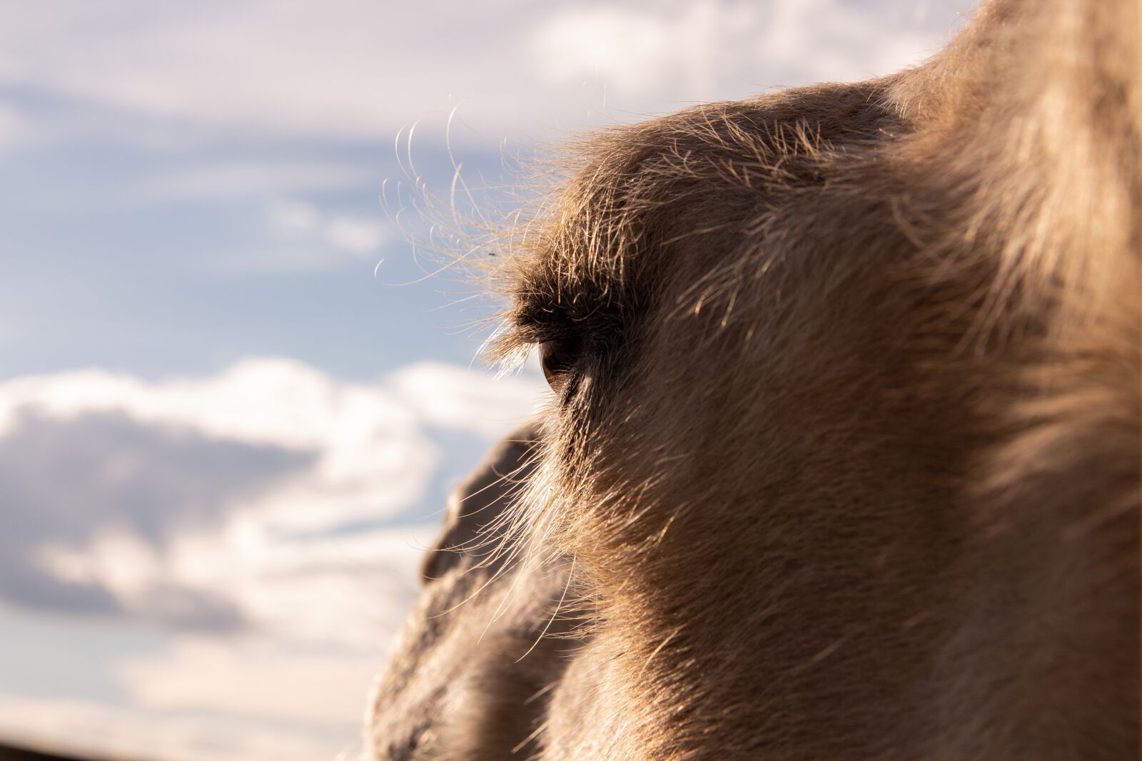 Canon EOS 700D (EOS Rebel T5i / EOS Kiss X7i) sample photo. Camel, animal, desert photography