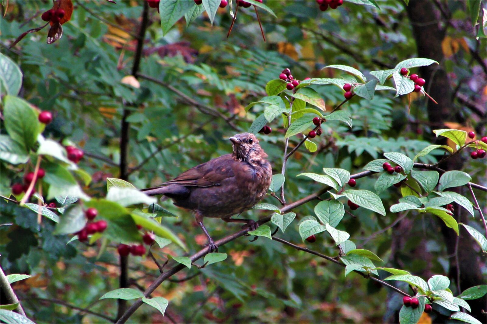 Canon PowerShot SX610 HS sample photo. Bird, autumn, bush photography