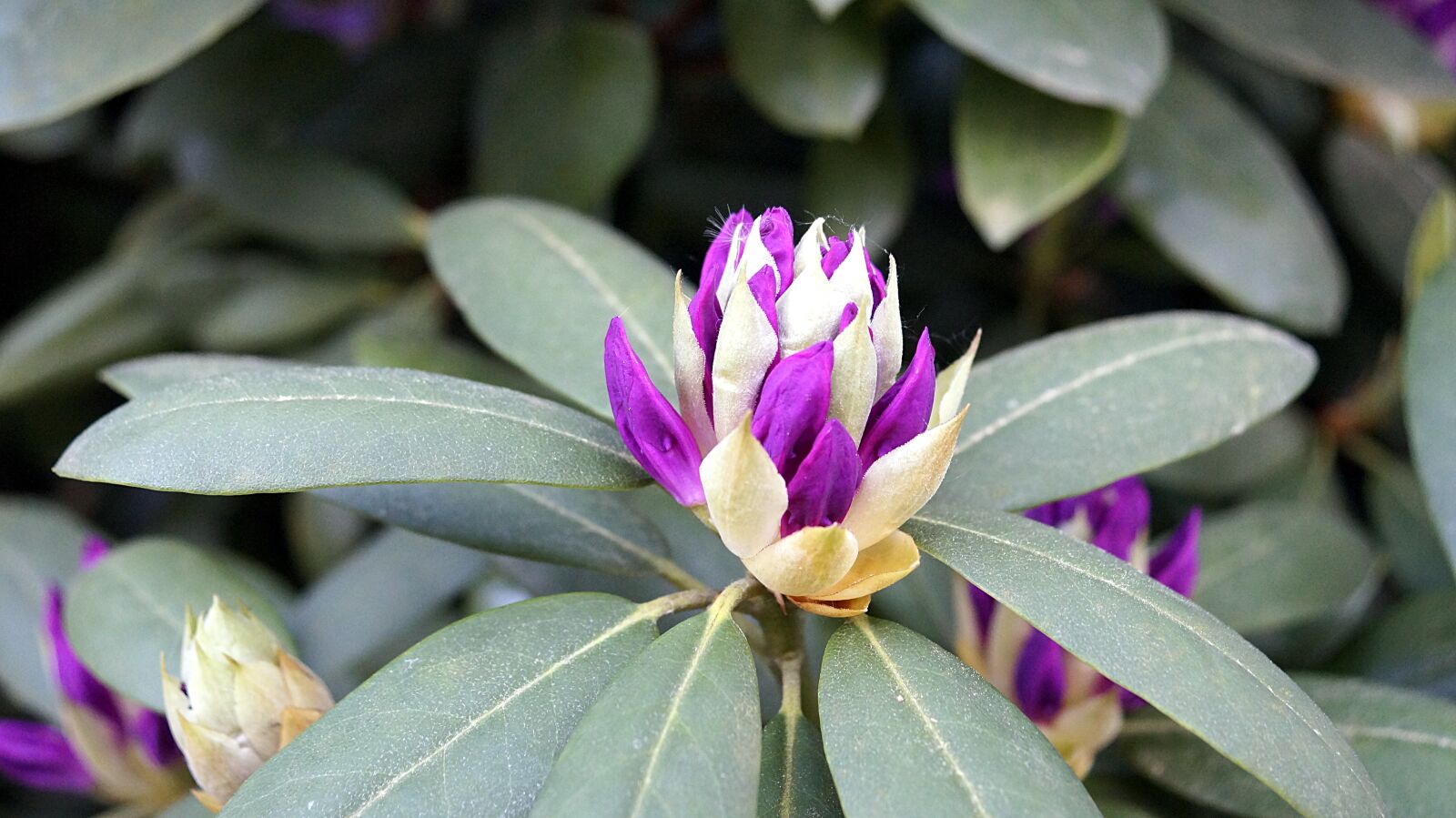 Sony SLT-A58 sample photo. Flower, blossom, bloom photography