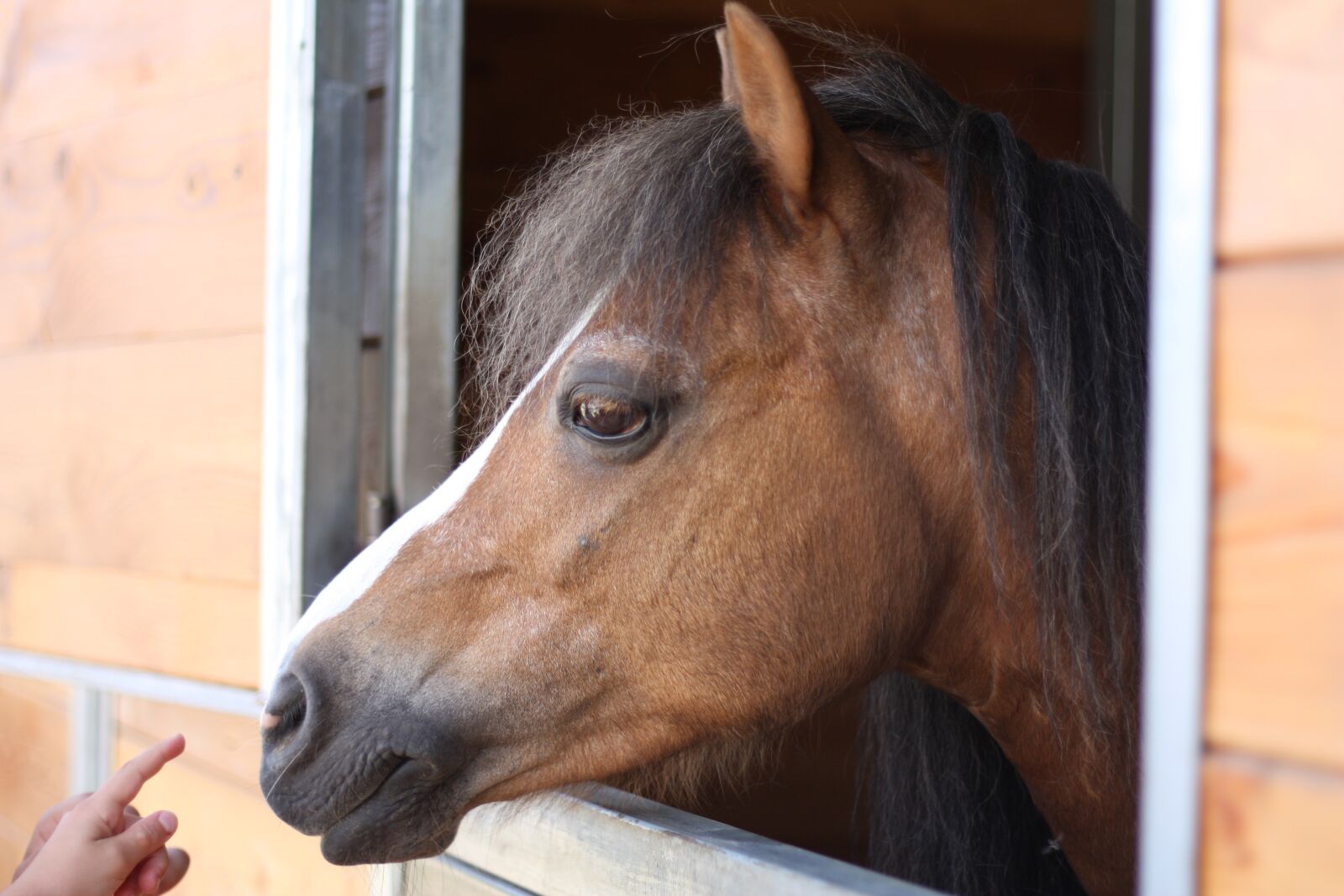 Canon EOS 450D (EOS Rebel XSi / EOS Kiss X2) sample photo. Horse, pony, horseriding photography