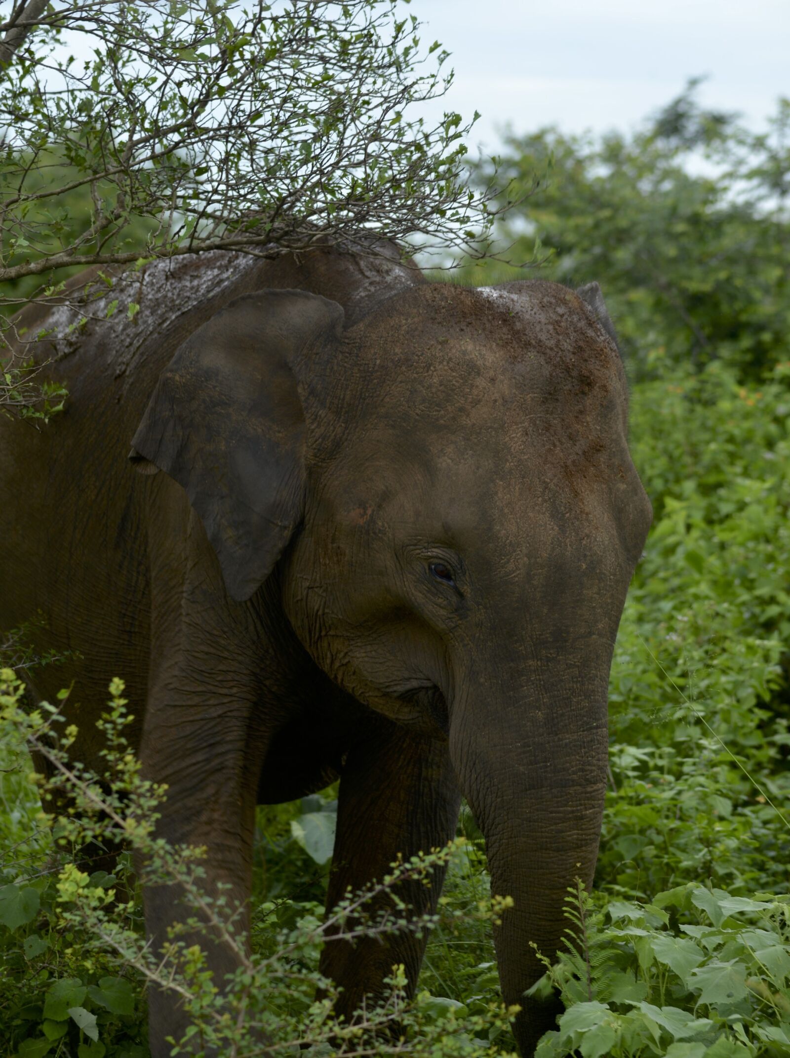 Nikon D800 sample photo. Elephant, sri, lanka, vishnu photography