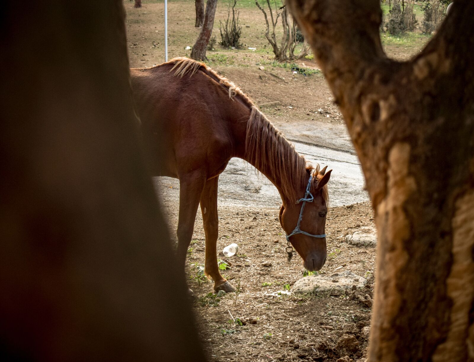 Nikon D3300 sample photo. Horse, animal, farm photography