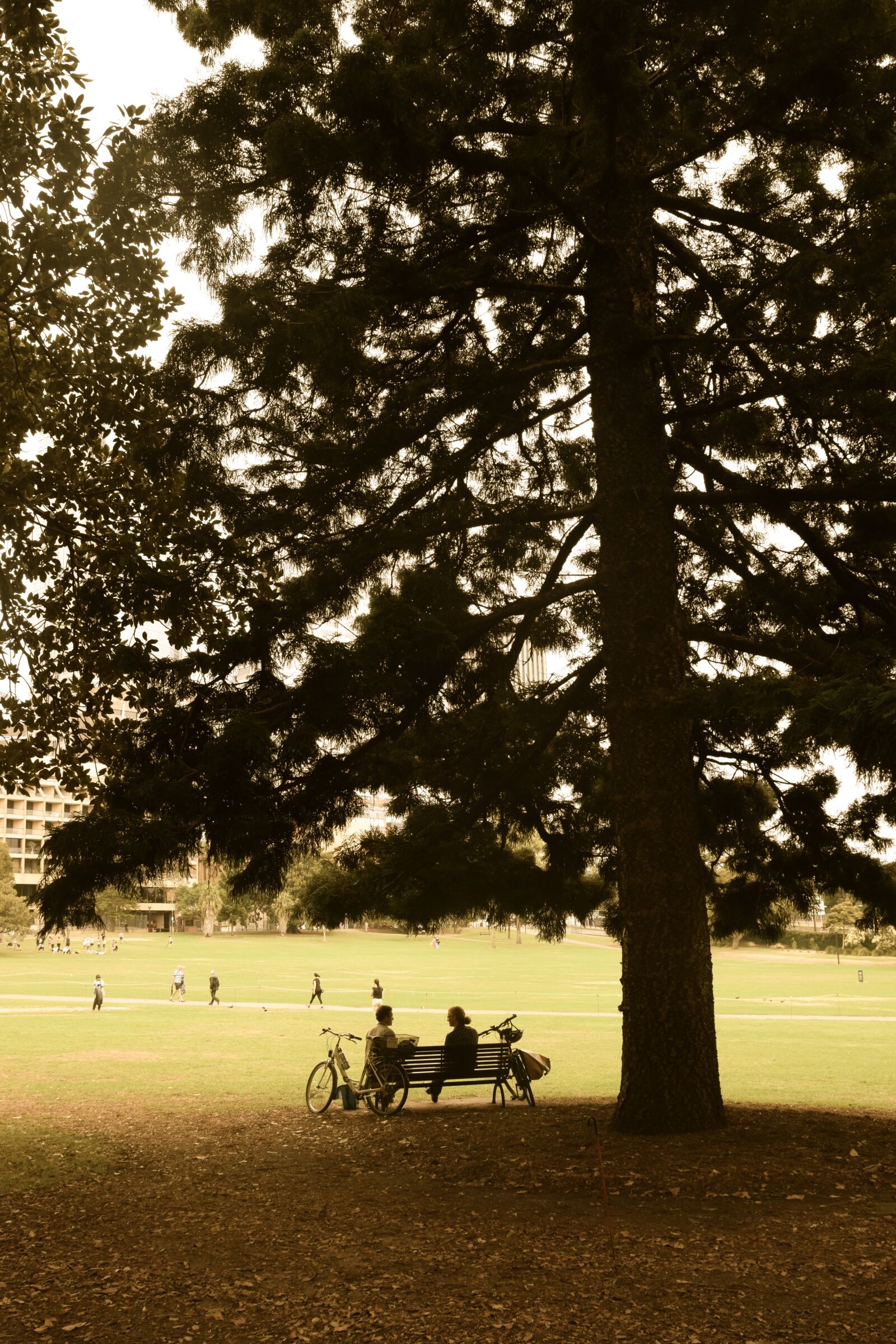 Nikon D5300 sample photo. Dialog, friends, park photography