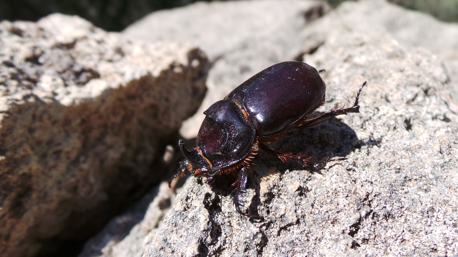 Samsung Galaxy Camera (Wi-Fi) sample photo. Beetle, insect, nature photography