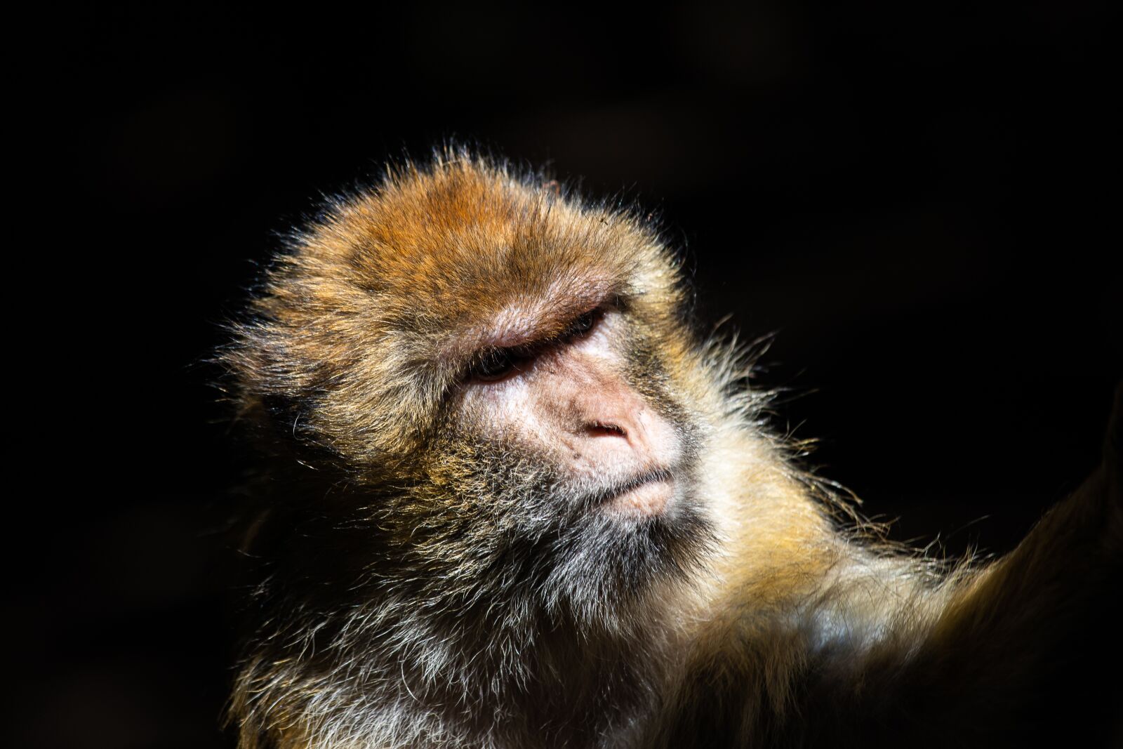 Canon EF 70-300mm F4-5.6 IS USM sample photo. Barbary ape, monkey, primate photography
