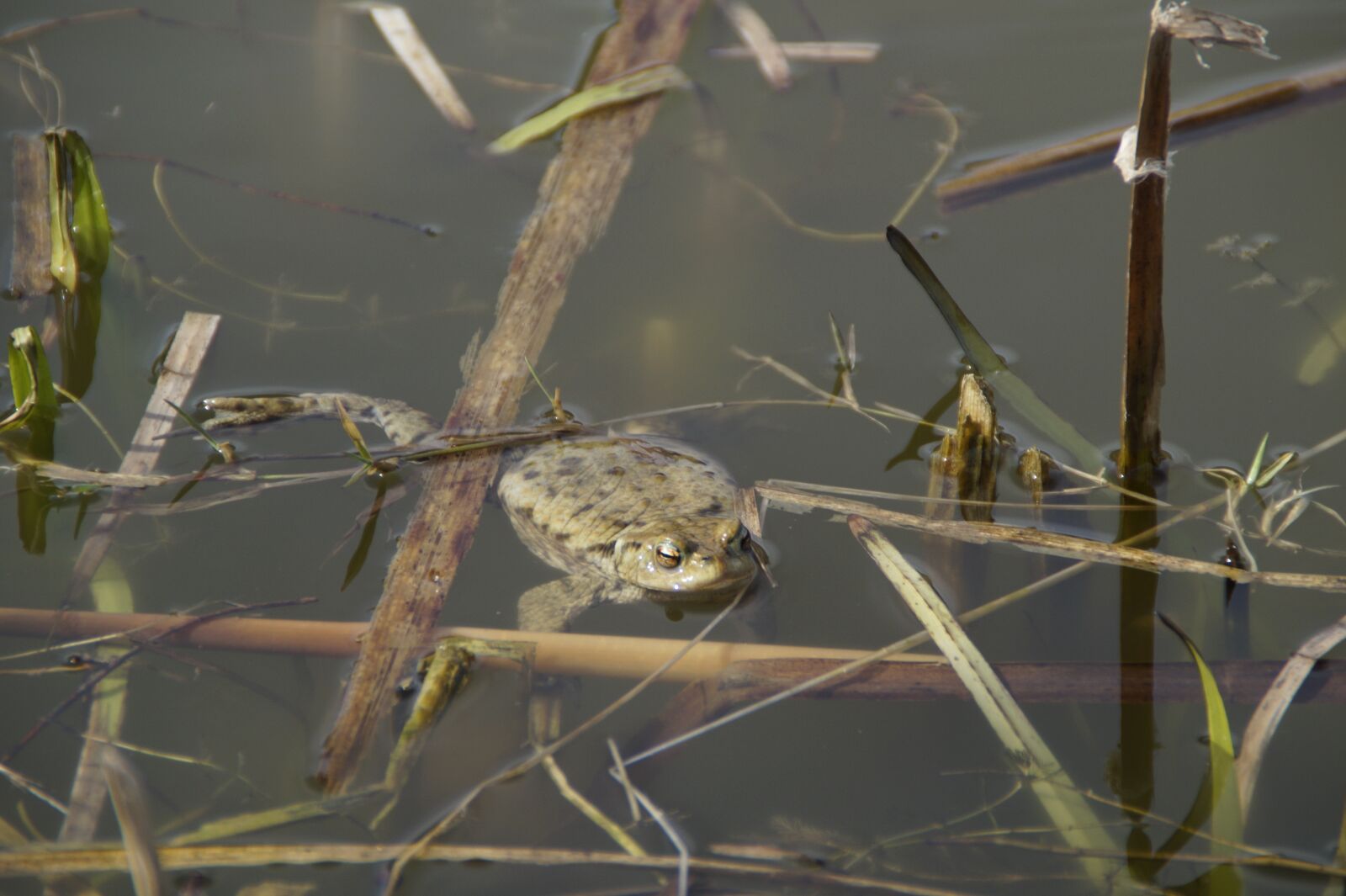 Sony SLT-A58 sample photo. Animal world, nature, animal photography