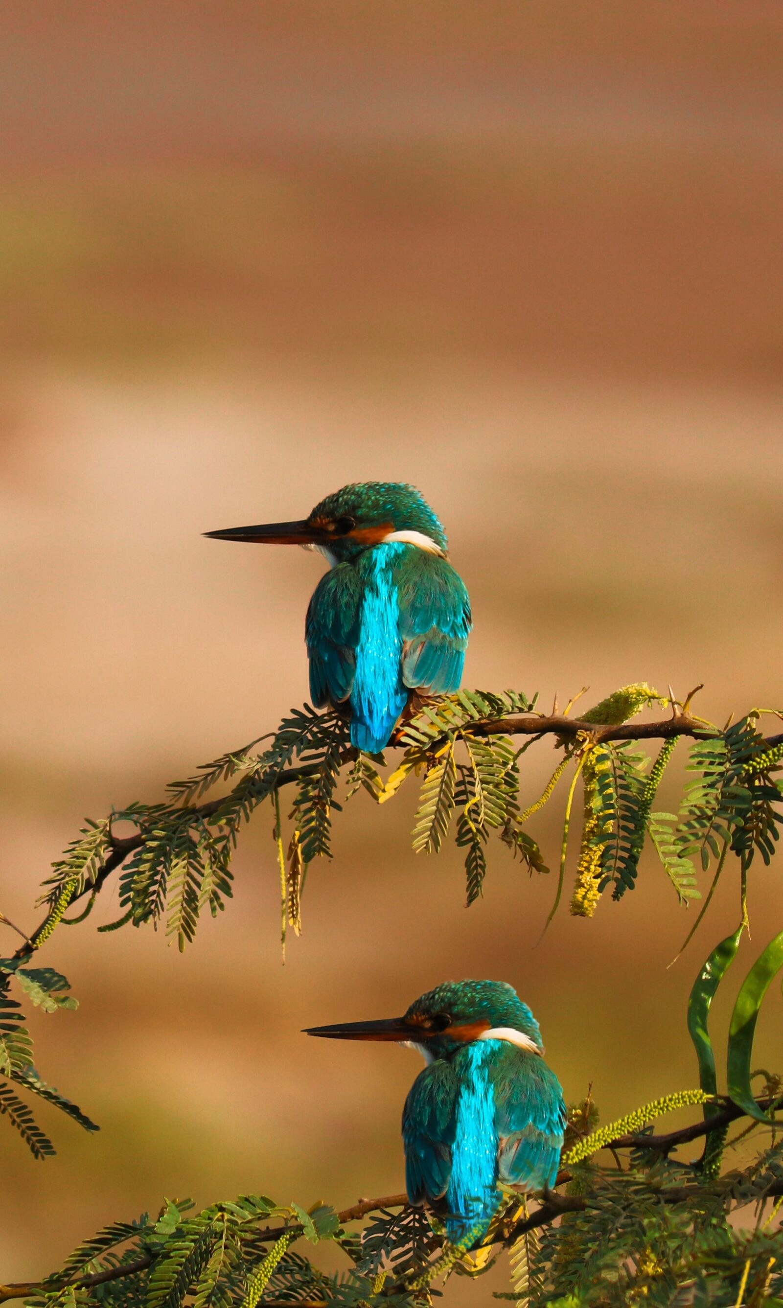 Canon EOS 200D (EOS Rebel SL2 / EOS Kiss X9) sample photo. Kingfisher, bird, nature photography