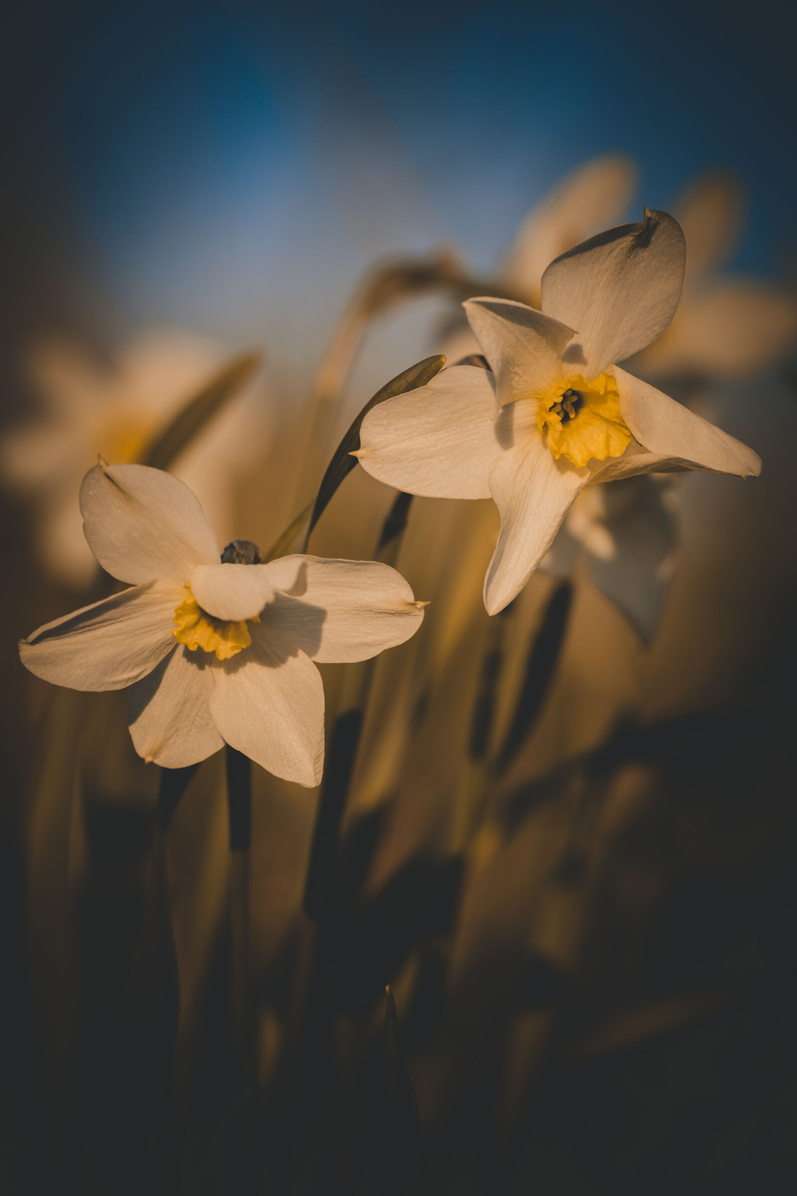 Nikon D810 + ZEISS Apo Sonnar T* 135mm F2 sample photo. Daffodil's lament photography