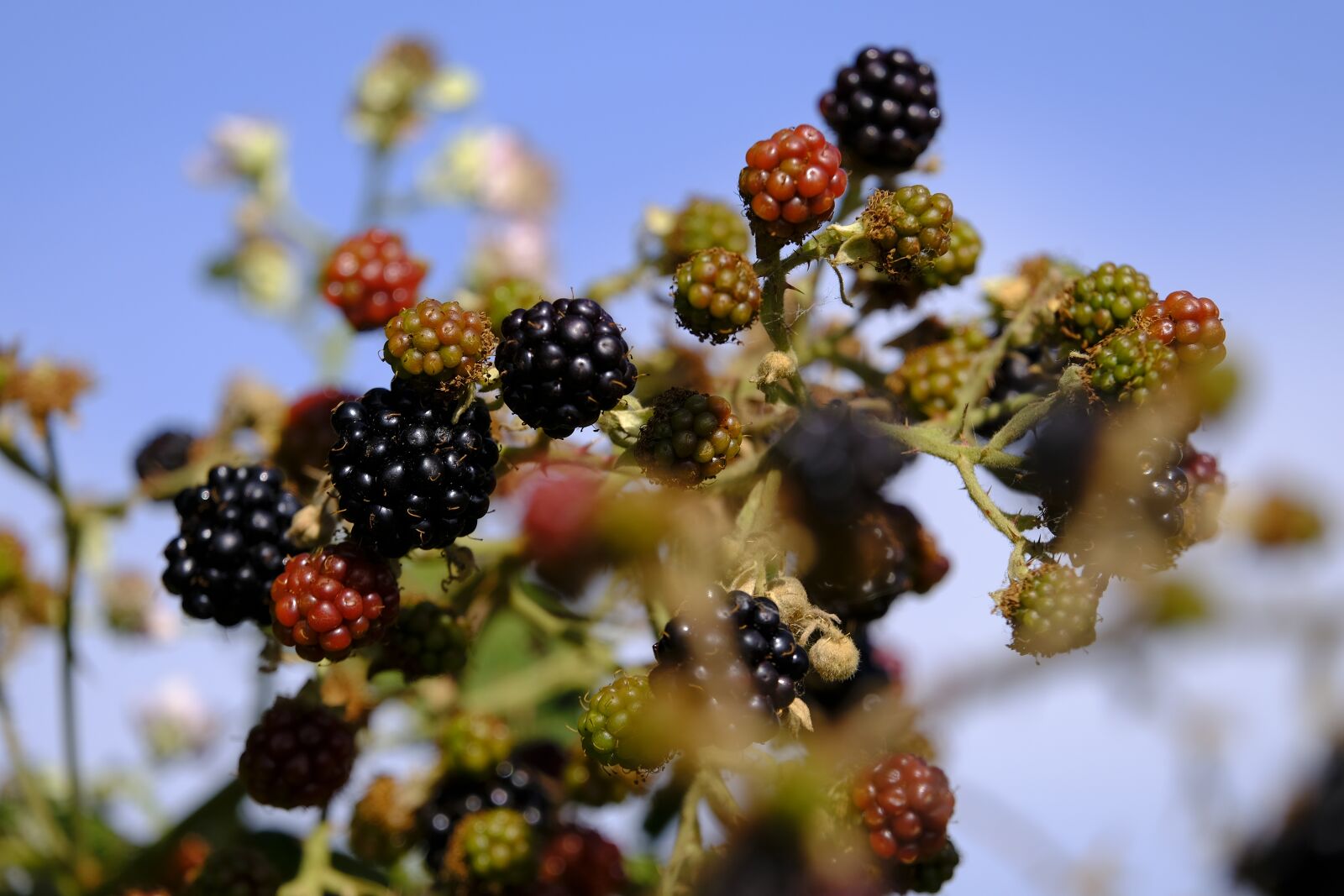 Fujifilm X-T2 + Fujifilm XF 55-200mm F3.5-4.8 R LM OIS sample photo. Blackberries, berry, bed photography