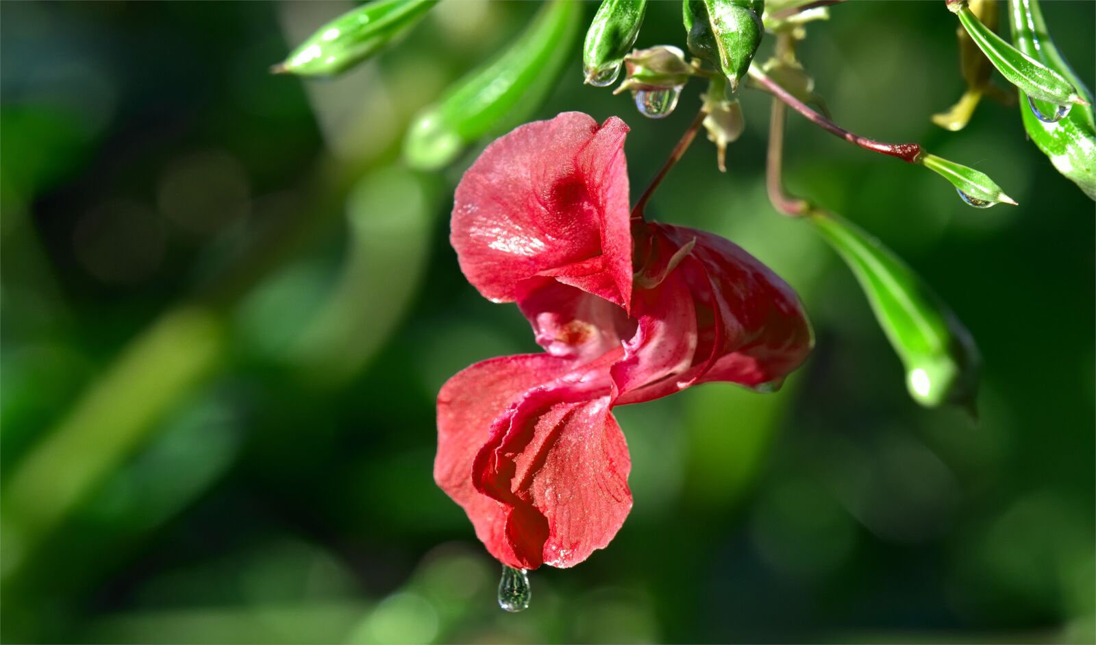 Nikon D90 sample photo. Flower, rosa, red photography