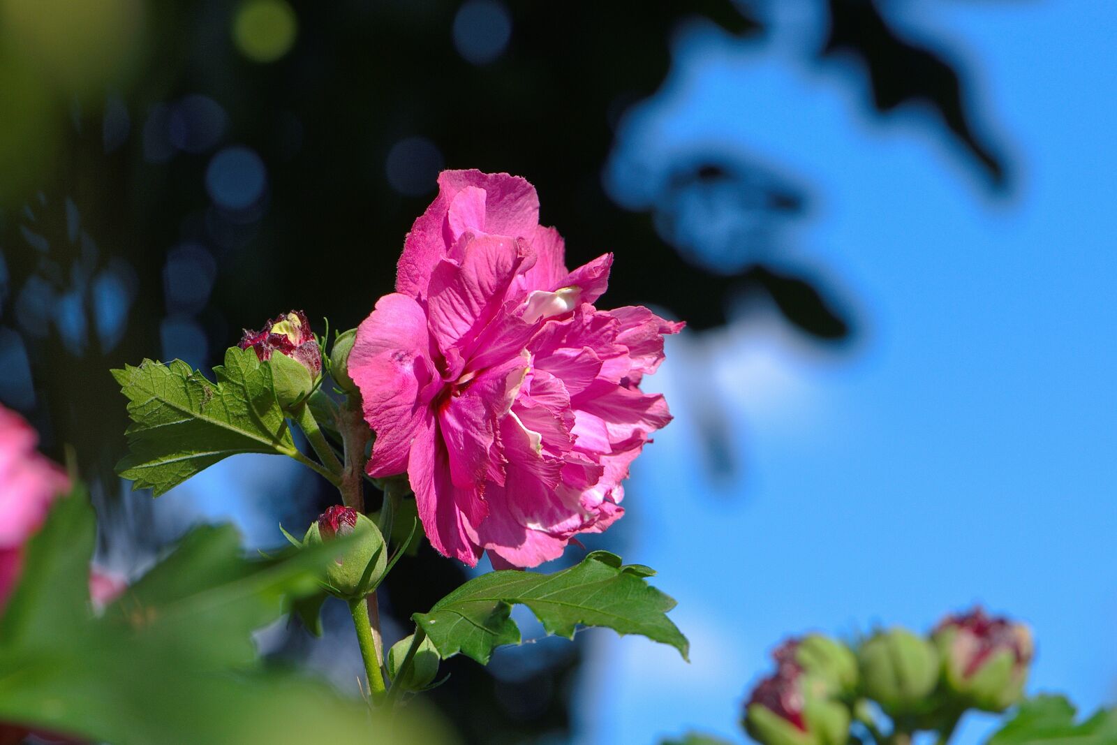 Nikon D5600 sample photo. Hibiscus, blossom, bloom photography