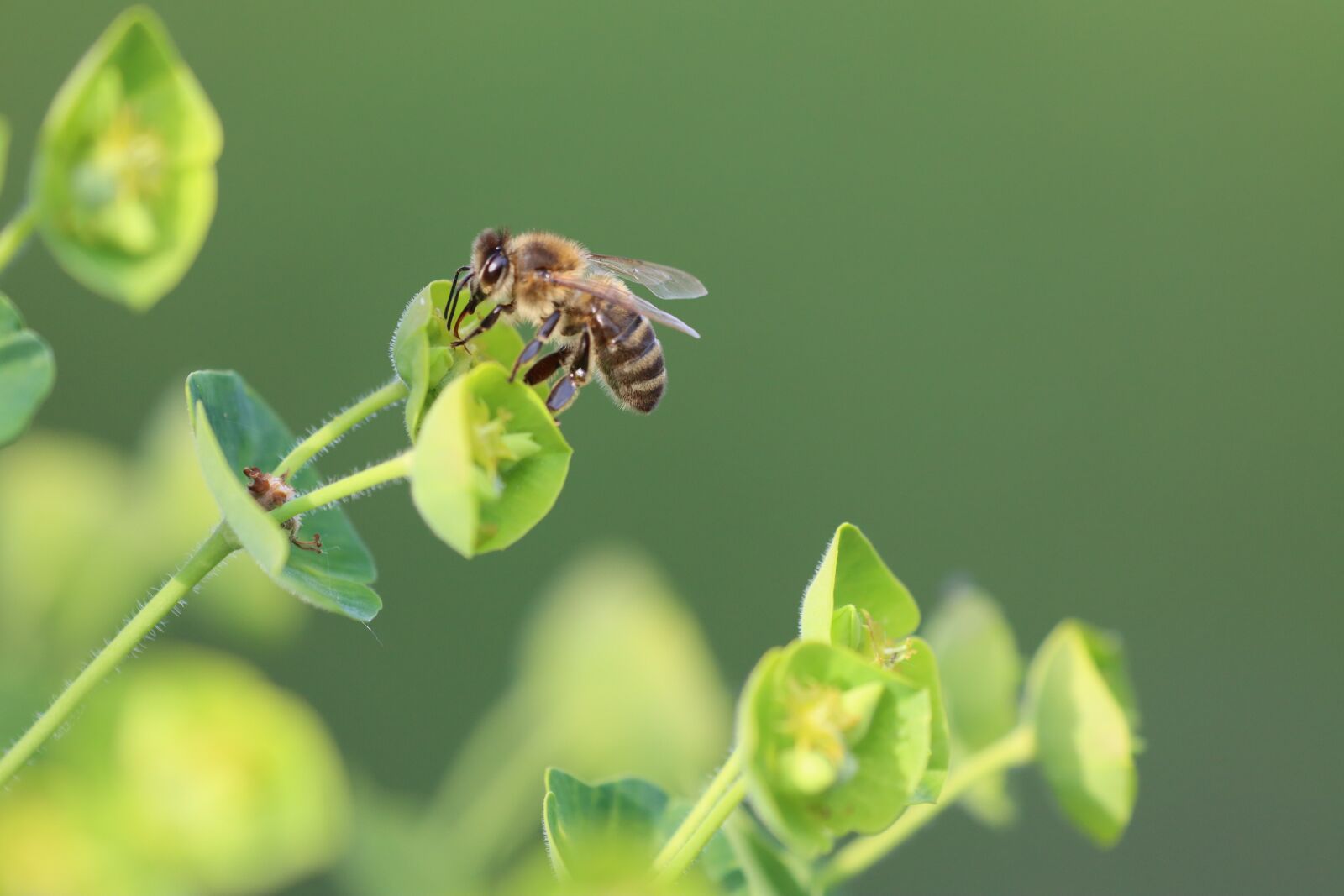 Canon EOS 90D sample photo. Spurge, bee, flower photography