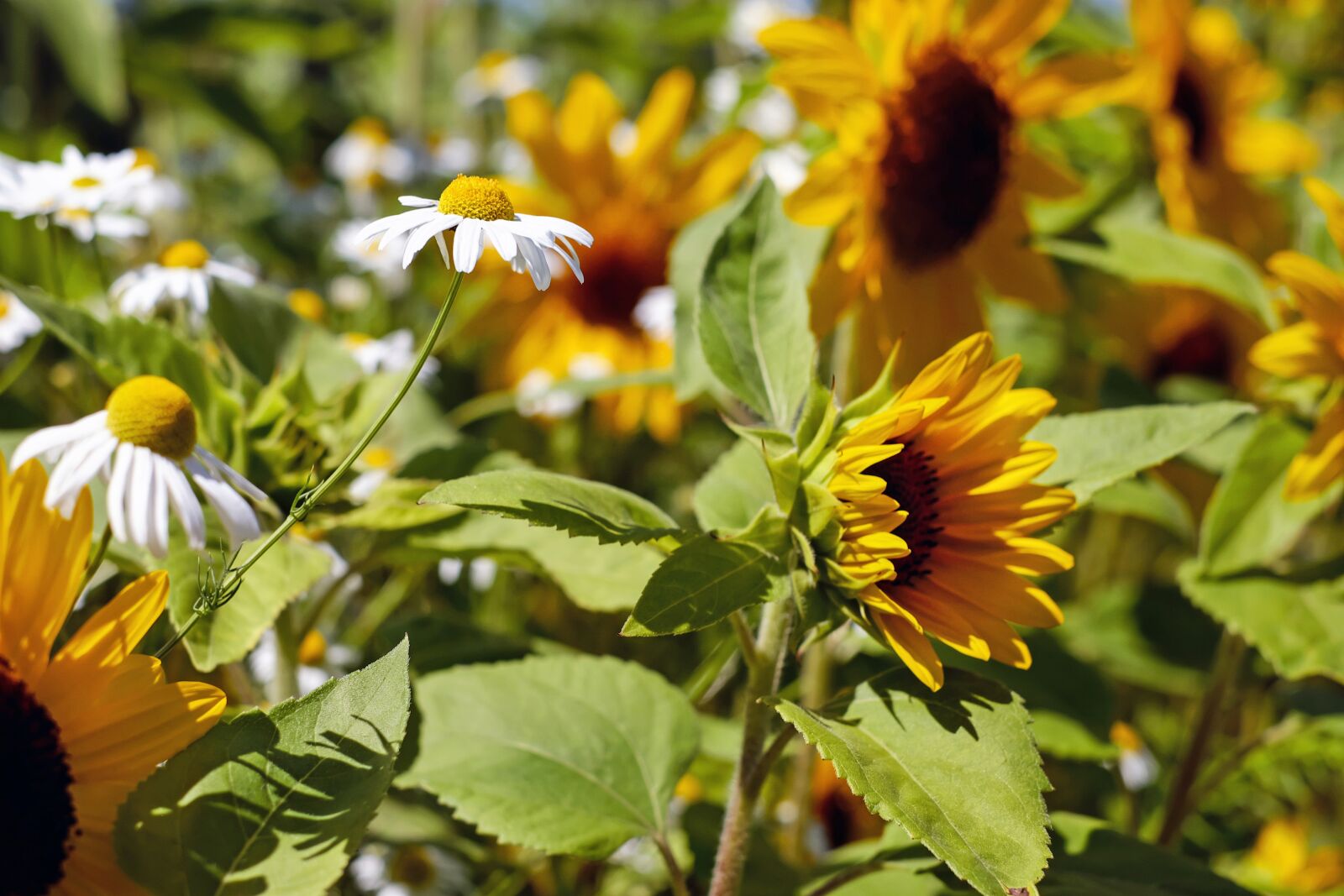 Fujifilm X-T10 + Fujifilm XF 35mm F1.4 R sample photo. Chamomile, flower, blossom photography