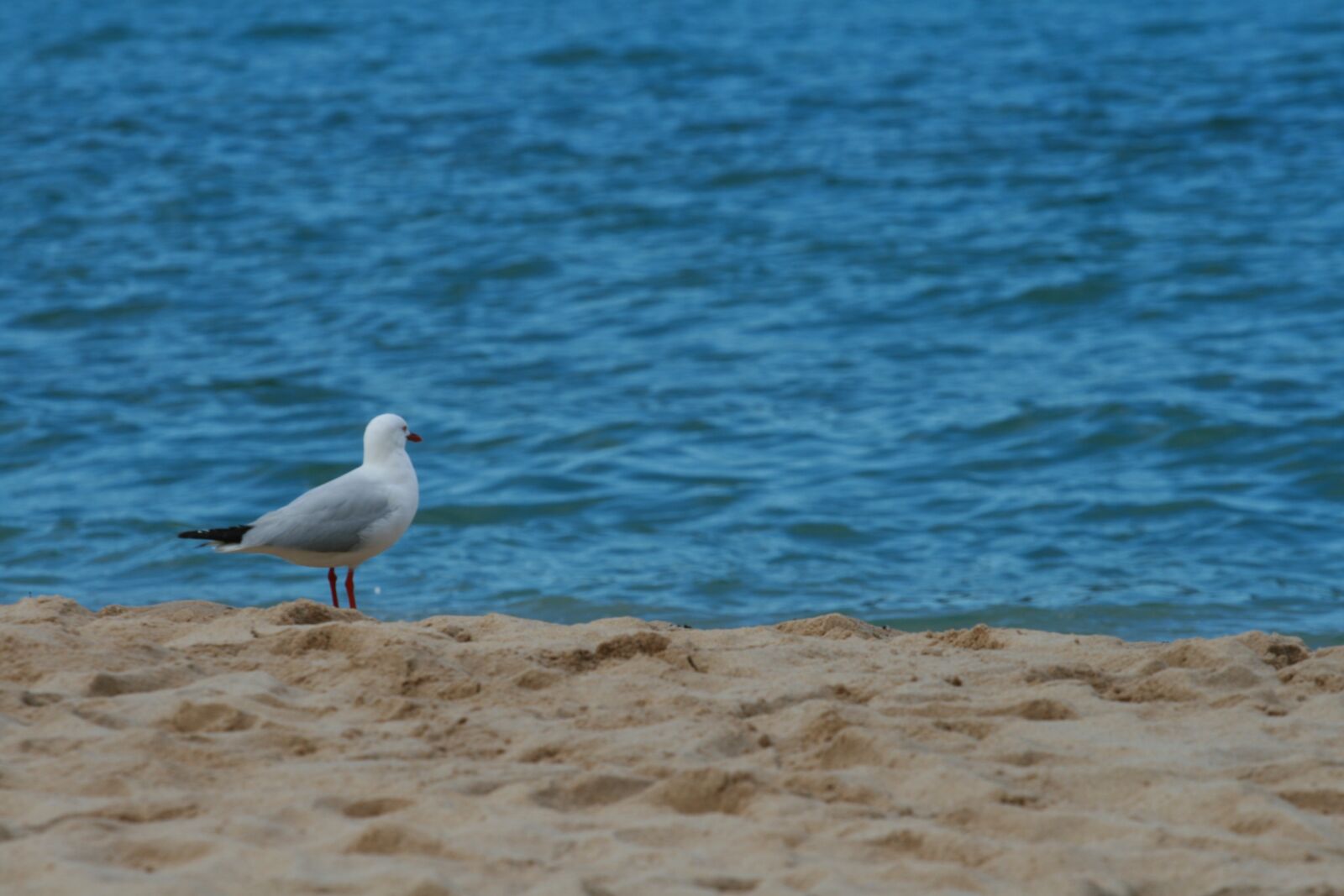 Canon EOS 400D (EOS Digital Rebel XTi / EOS Kiss Digital X) sample photo. Seagull, bird, beach photography