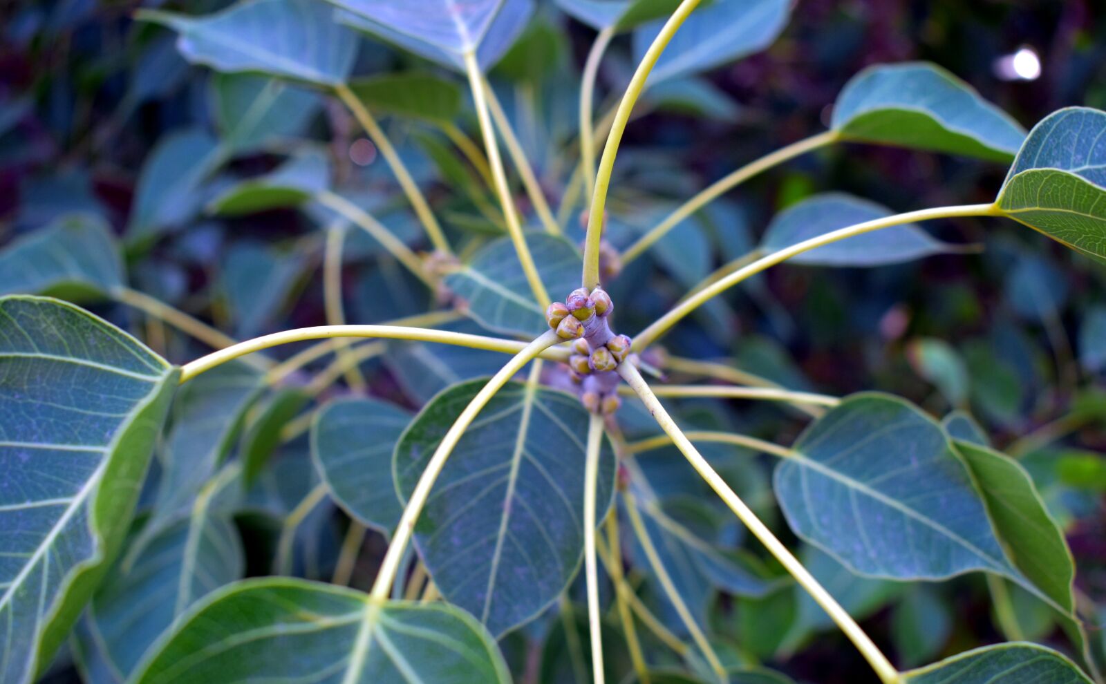 Nikon D5600 sample photo. Peepal, leaves, buds photography