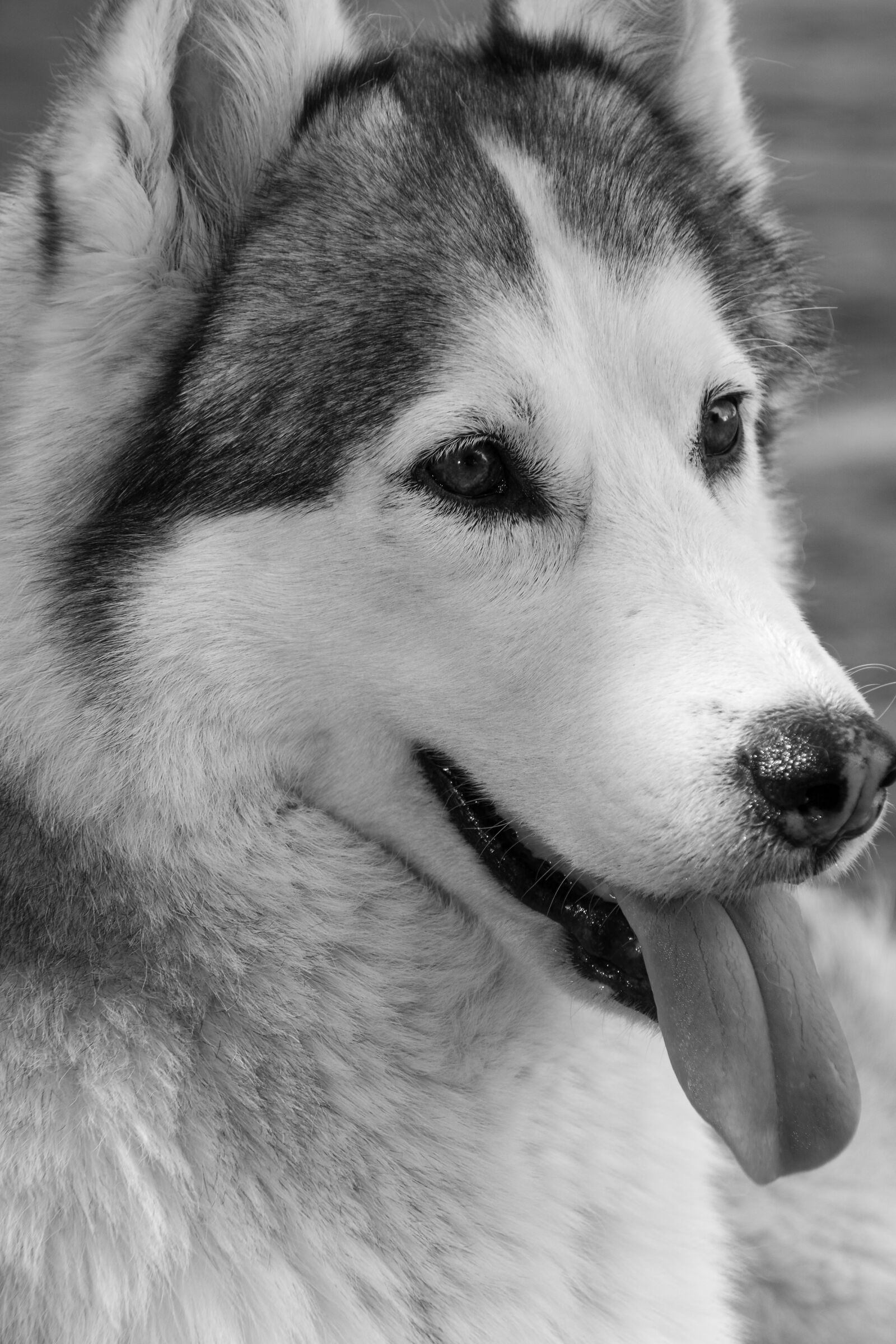 Nikon D7100 sample photo. Siberian husky, husky, dog photography