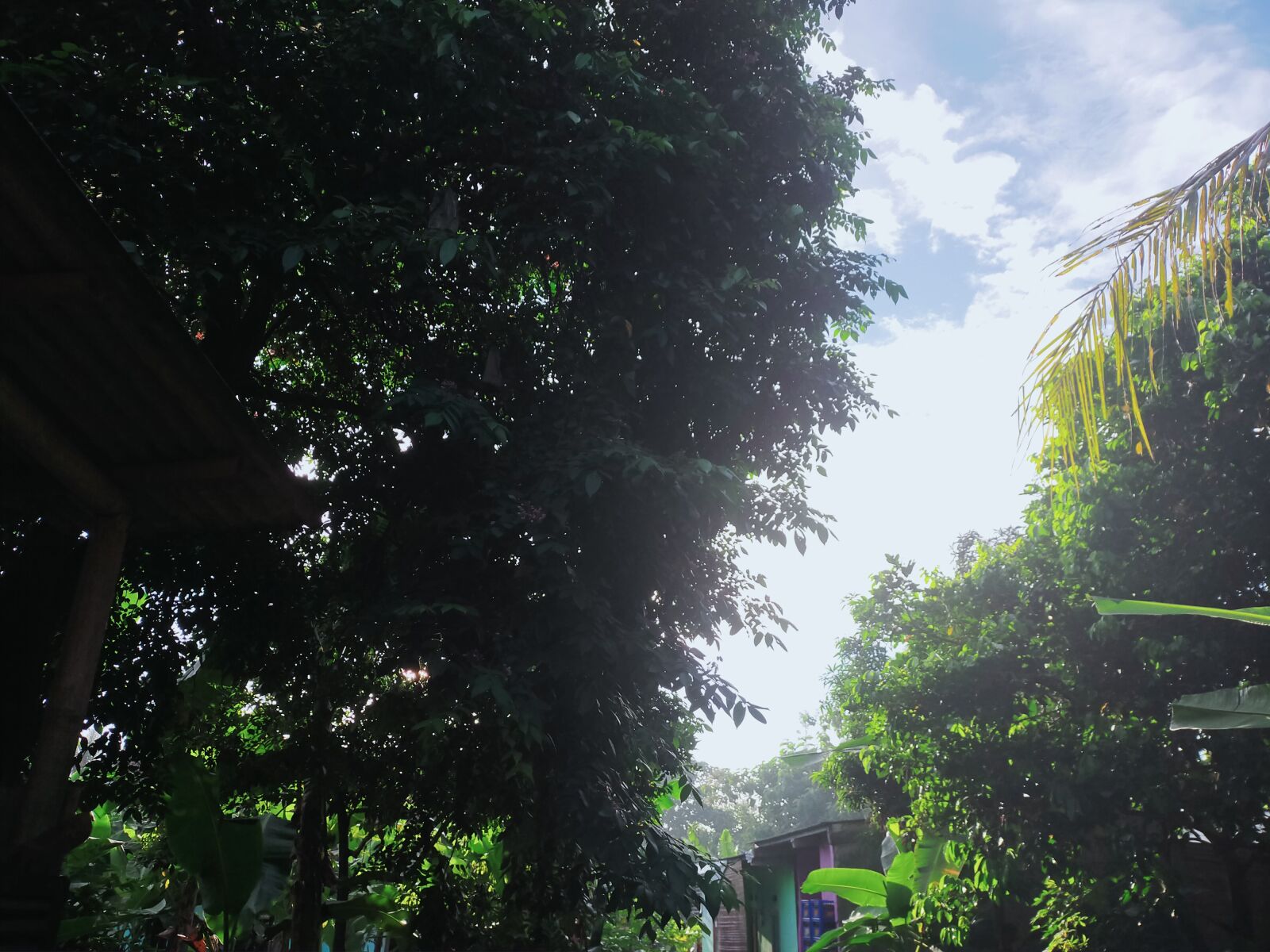 OPPO A9 2020 sample photo. The sky, garden, the photography