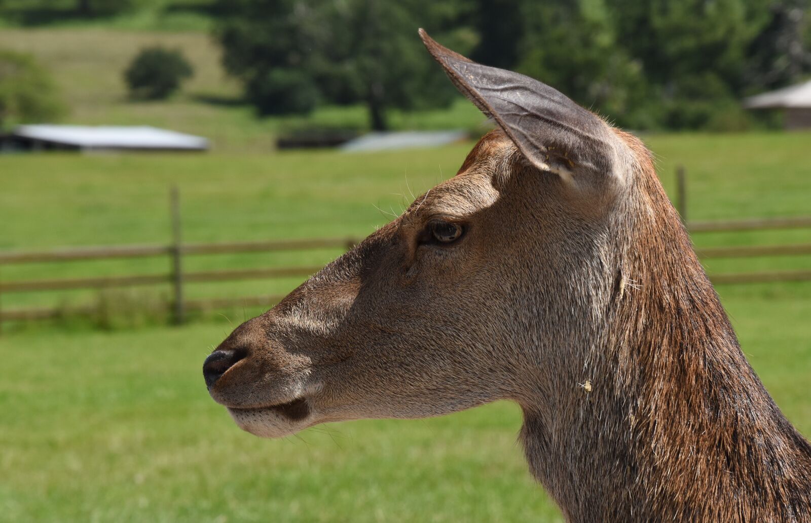 Nikon D5600 sample photo. Deer, head, animal photography