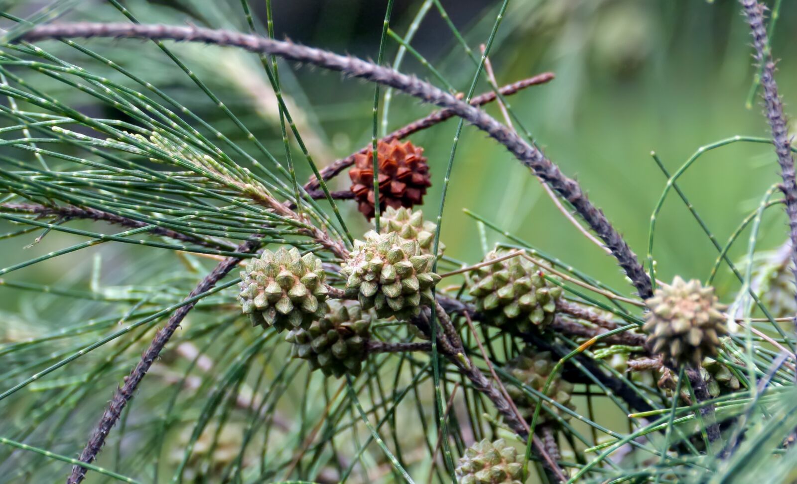 Panasonic Lumix DMC-GH3 sample photo. Plant, outdoors, nature photography