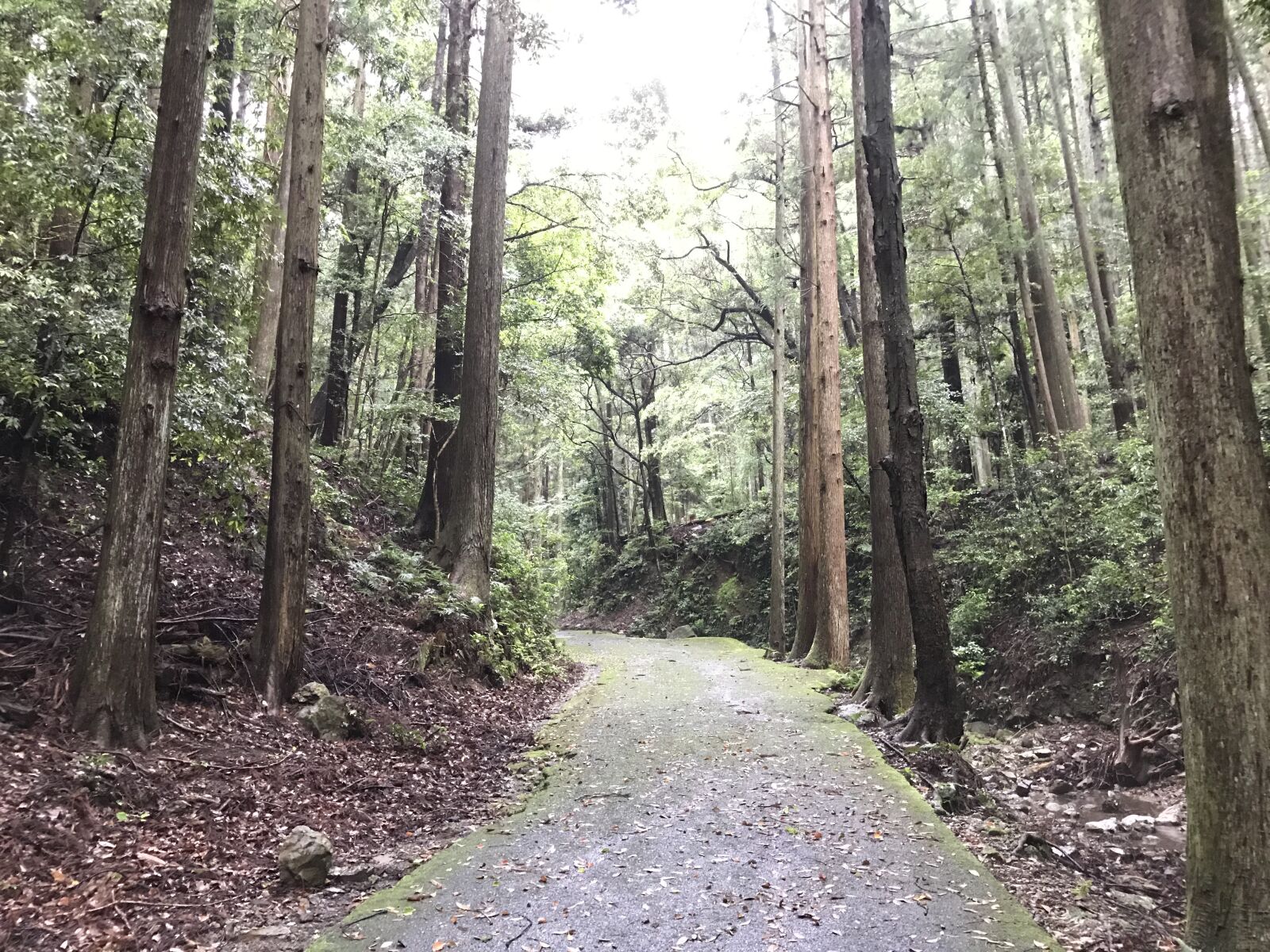 iPhone 7 back camera 3.99mm f/1.8 sample photo. Mountain, road, wood photography