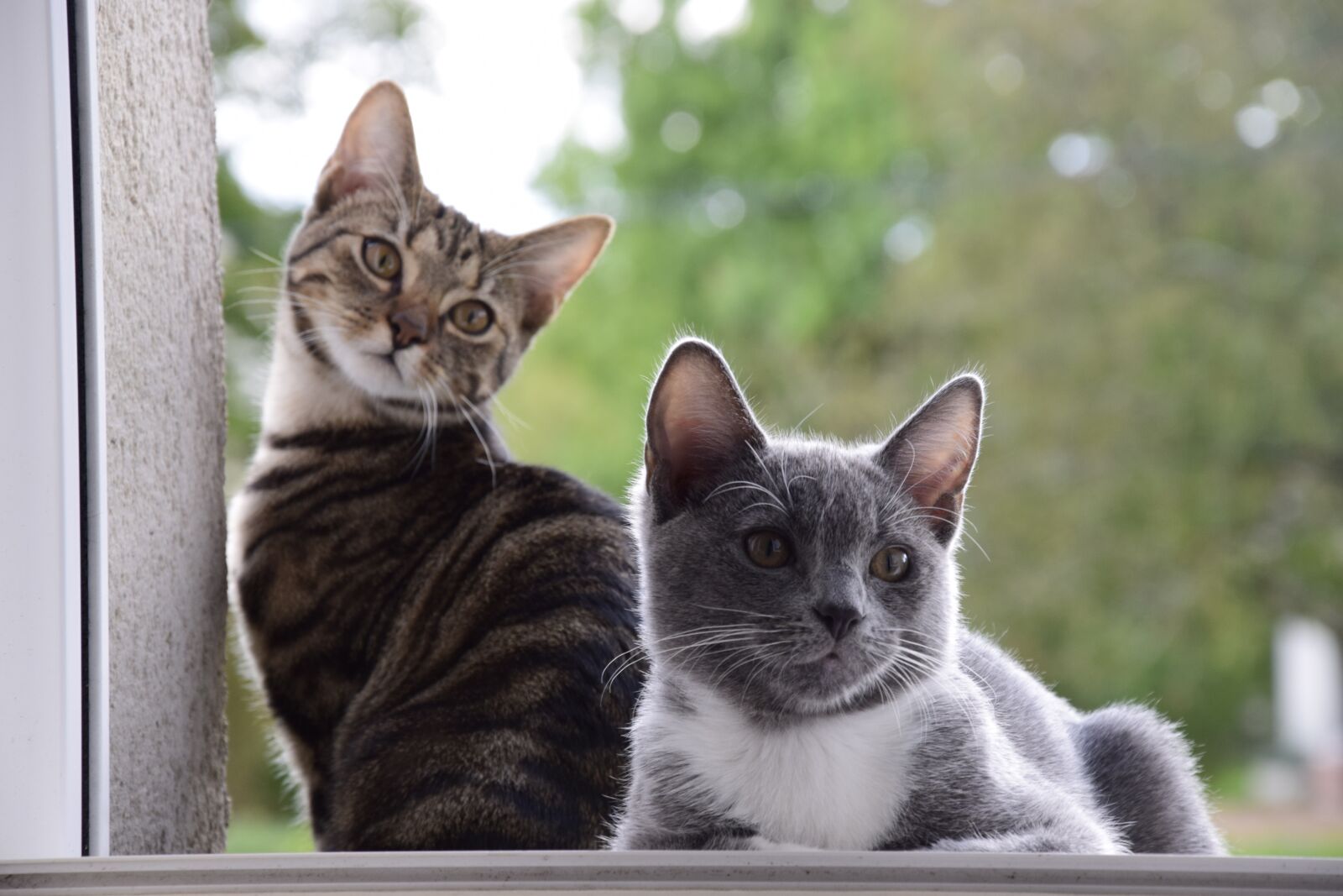 Nikon D5300 sample photo. Cats, animals, portrait photography