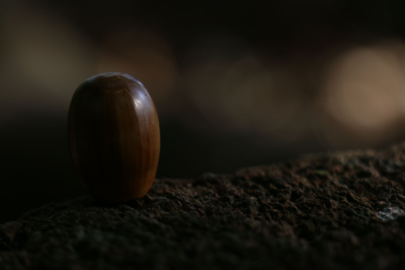 Canon EOS 70D sample photo. Acorn, forest fruit, dark photography