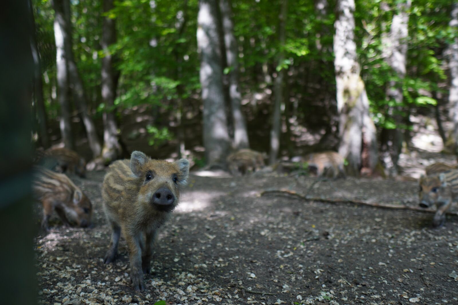 Sony a6400 + Sigma 16mm F1.4 DC DN | C sample photo. Wild boar, pig, sows photography