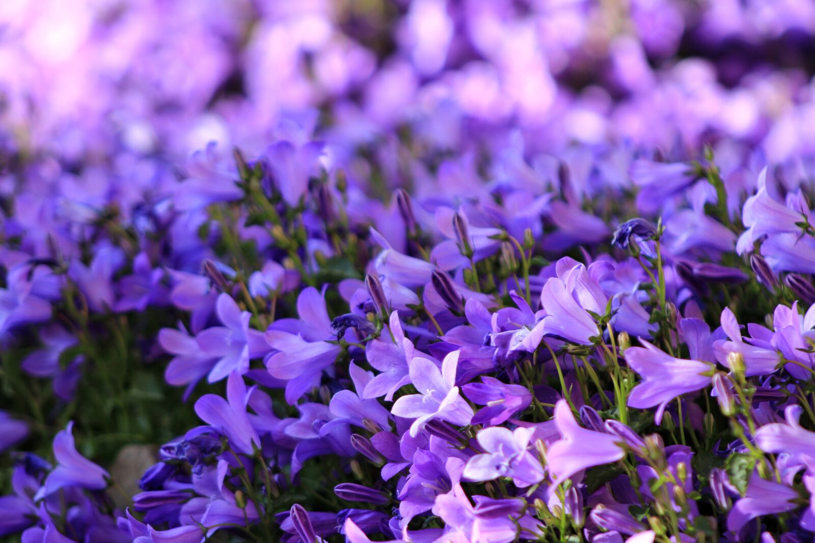 Canon EOS 2000D (EOS Rebel T7 / EOS Kiss X90 / EOS 1500D) sample photo. Flower, bluebell, blue star photography