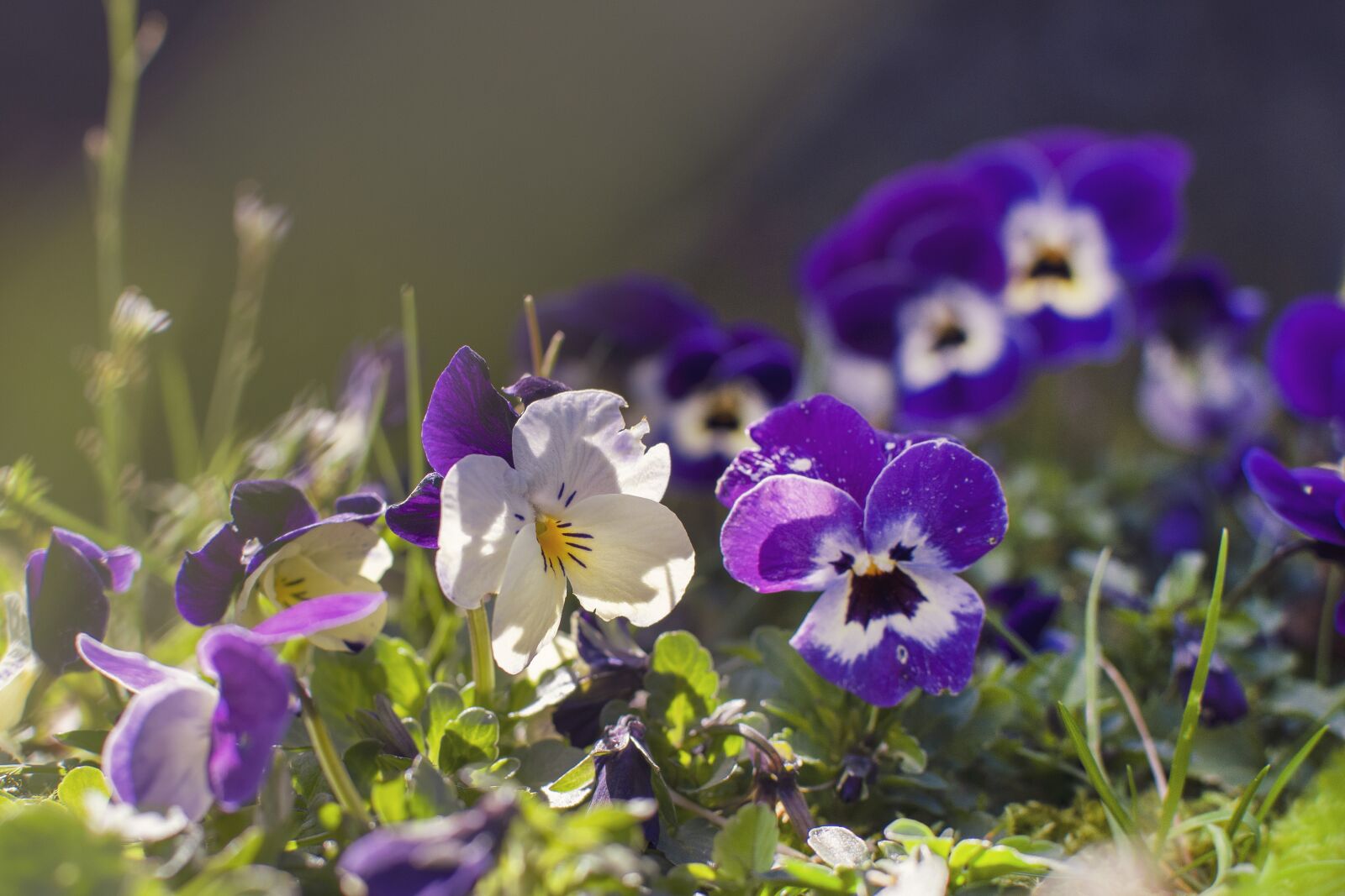 Nikon D500 sample photo. Flowers, violets, garden photography