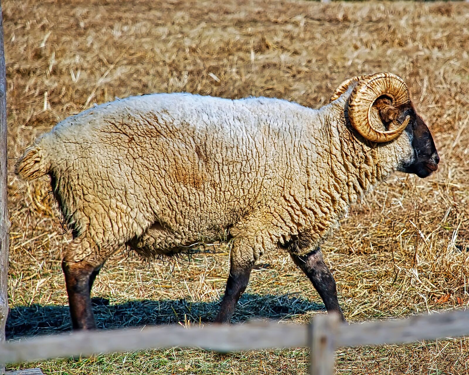 Nikon D80 sample photo. Ram, sheep, horns photography