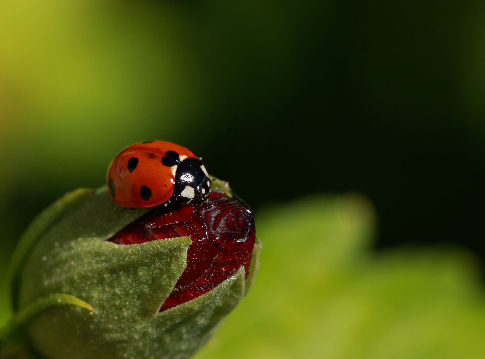 Canon EOS 7D sample photo. Ladybug, insect, beetle photography
