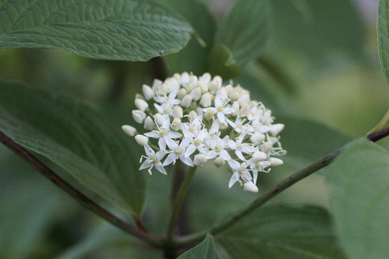 Canon EOS 600D (Rebel EOS T3i / EOS Kiss X5) + Canon EF 50mm F1.8 STM sample photo. Cornus siberica, flowers, white photography