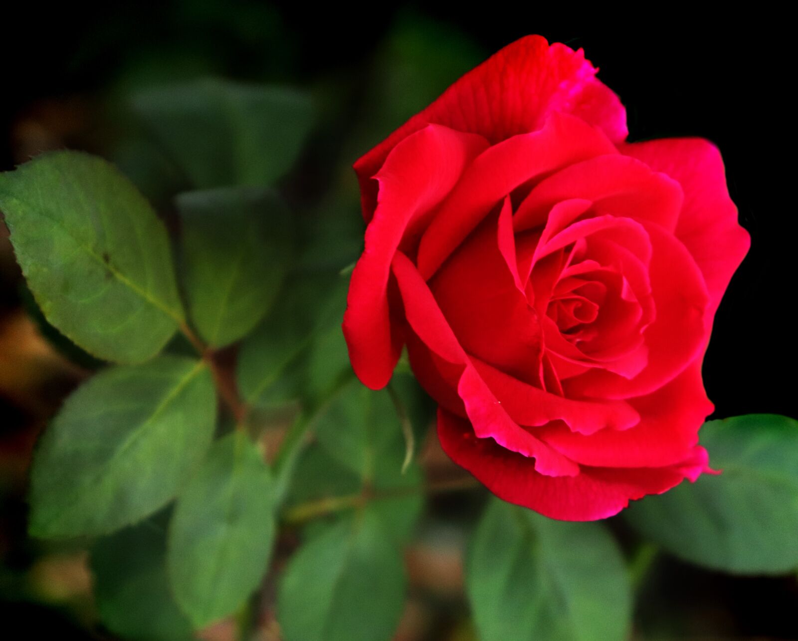 Canon EOS 800D (EOS Rebel T7i / EOS Kiss X9i) sample photo. Flower, red, rose photography