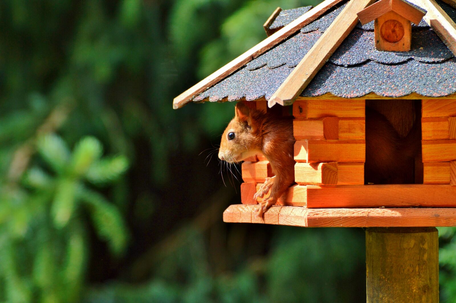 Nikon D3200 sample photo. Squirrel, rodent, forest animals photography